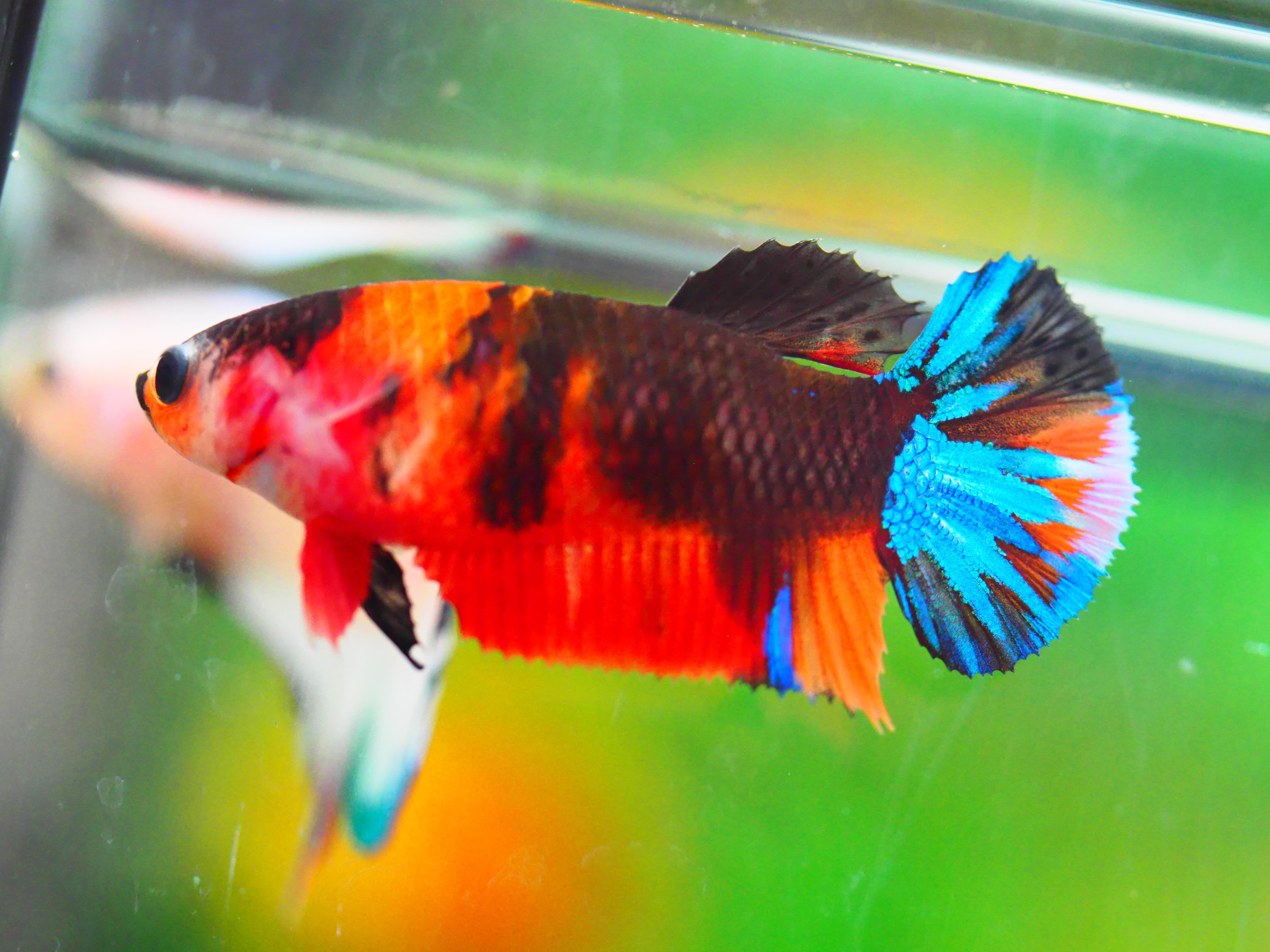 HMPK NEMO GALAXY FNMALE GRADE A +++