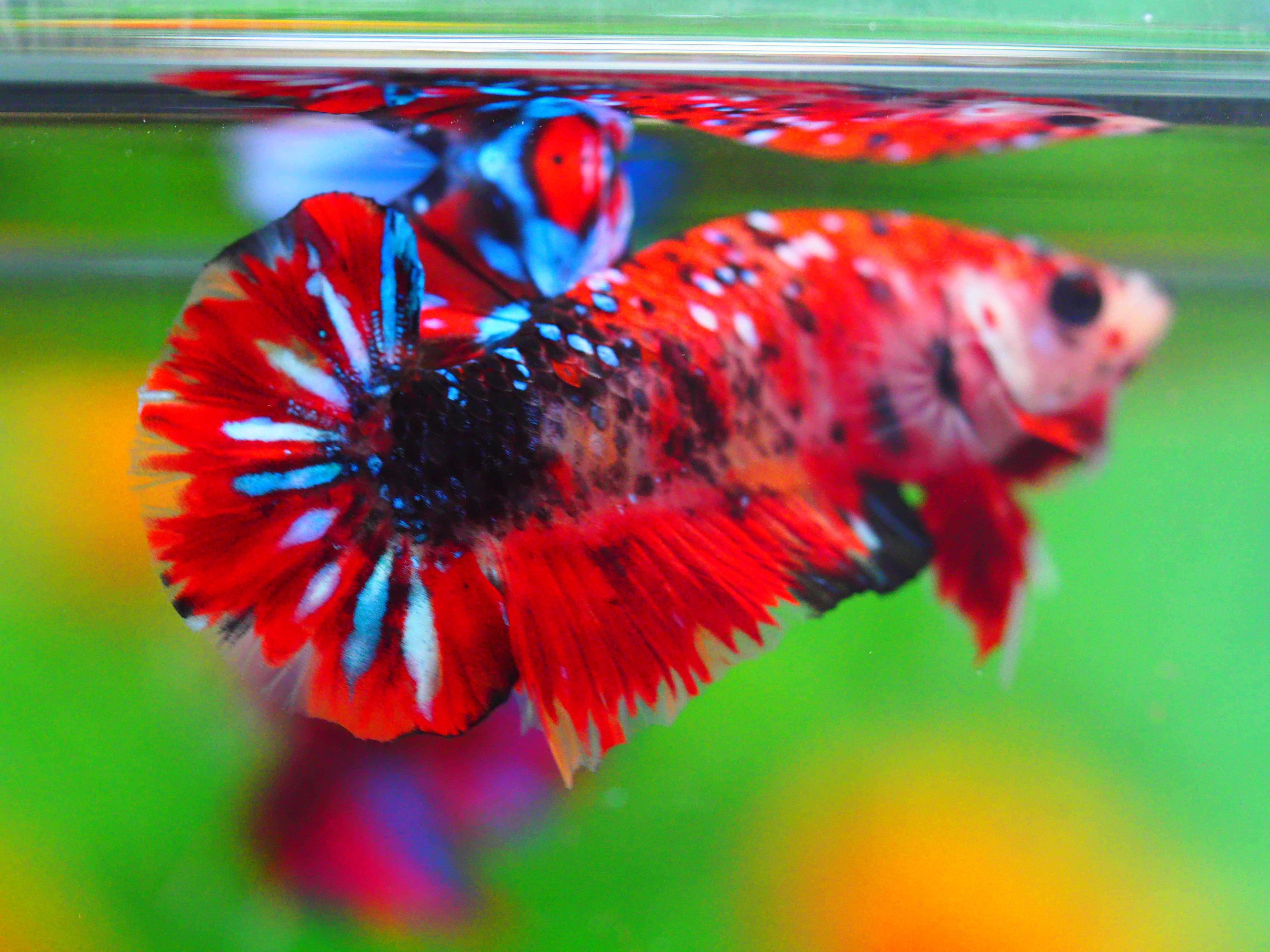 HMPK KOI GALAXY MALE GRADE A +++