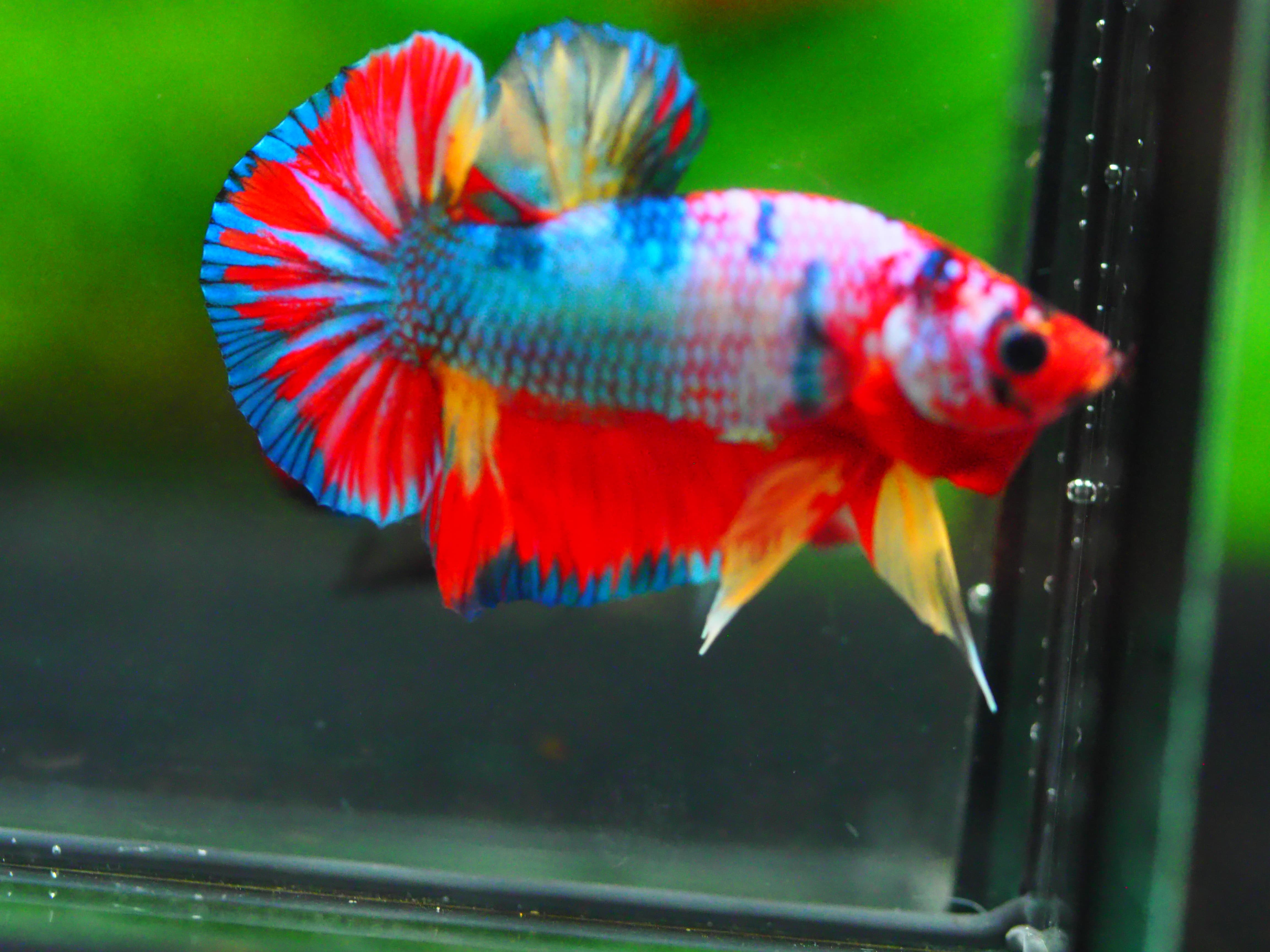 HMPK KOI GALAXY MALE GRADE A +++