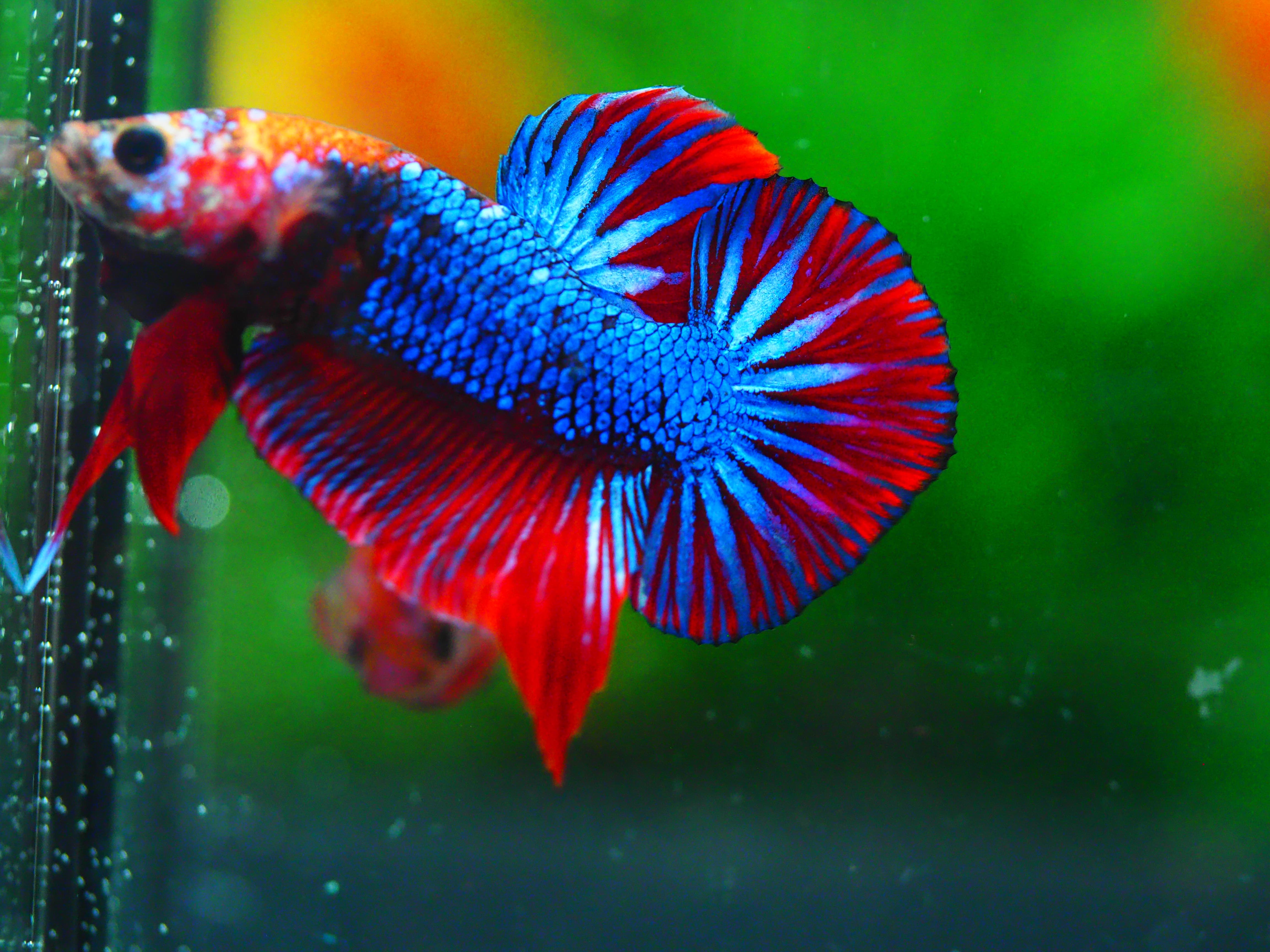 HMPK FANCY MALE GRADE A +++