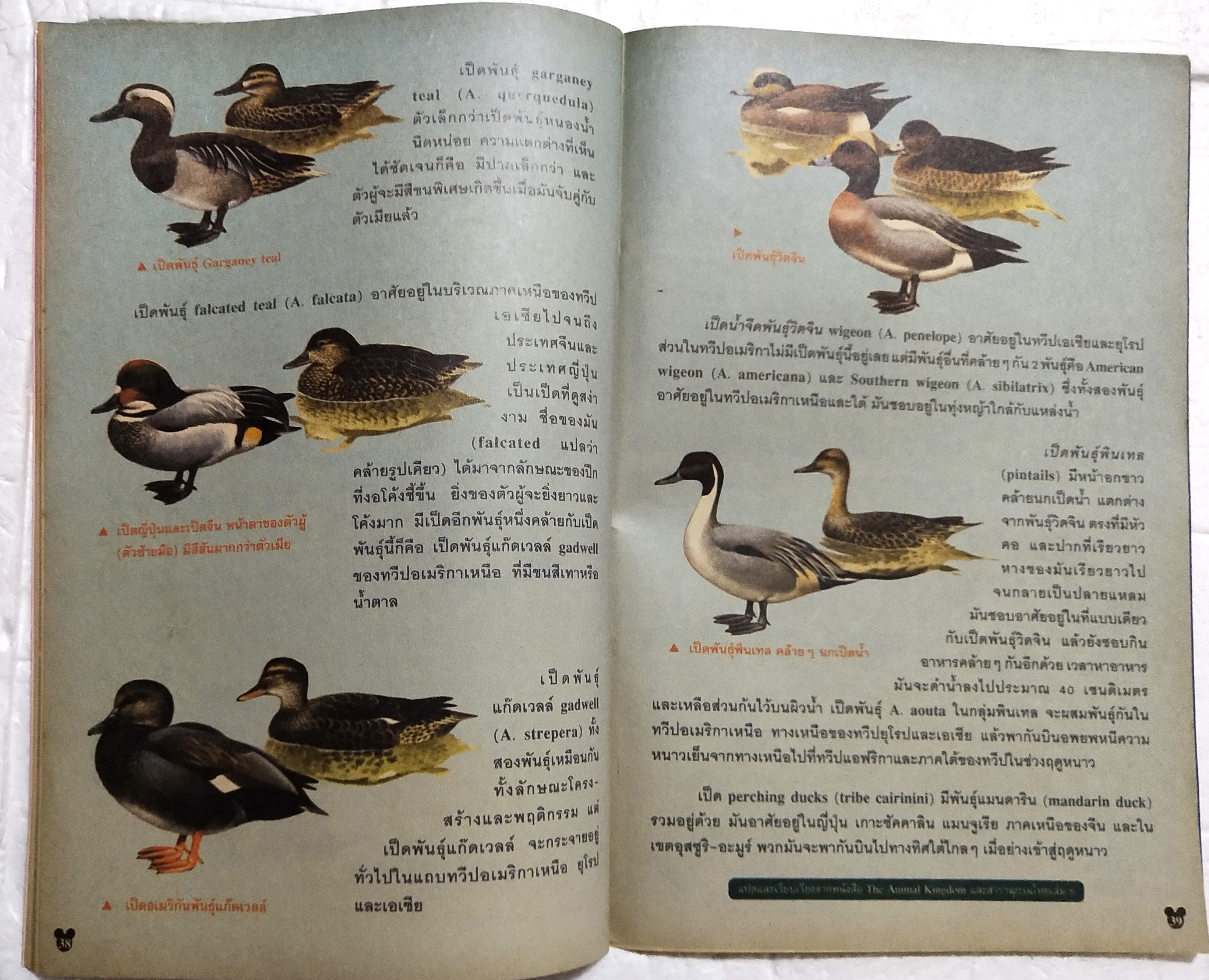 นิตยสารการ์ตูนเก่าภาษาไทย -อังกฤษ ***ปก มีรอยเปื้อนตามภาพ มิคกี้และสหาย Comics and Stories ฉบับที่ 219 Walt Disney