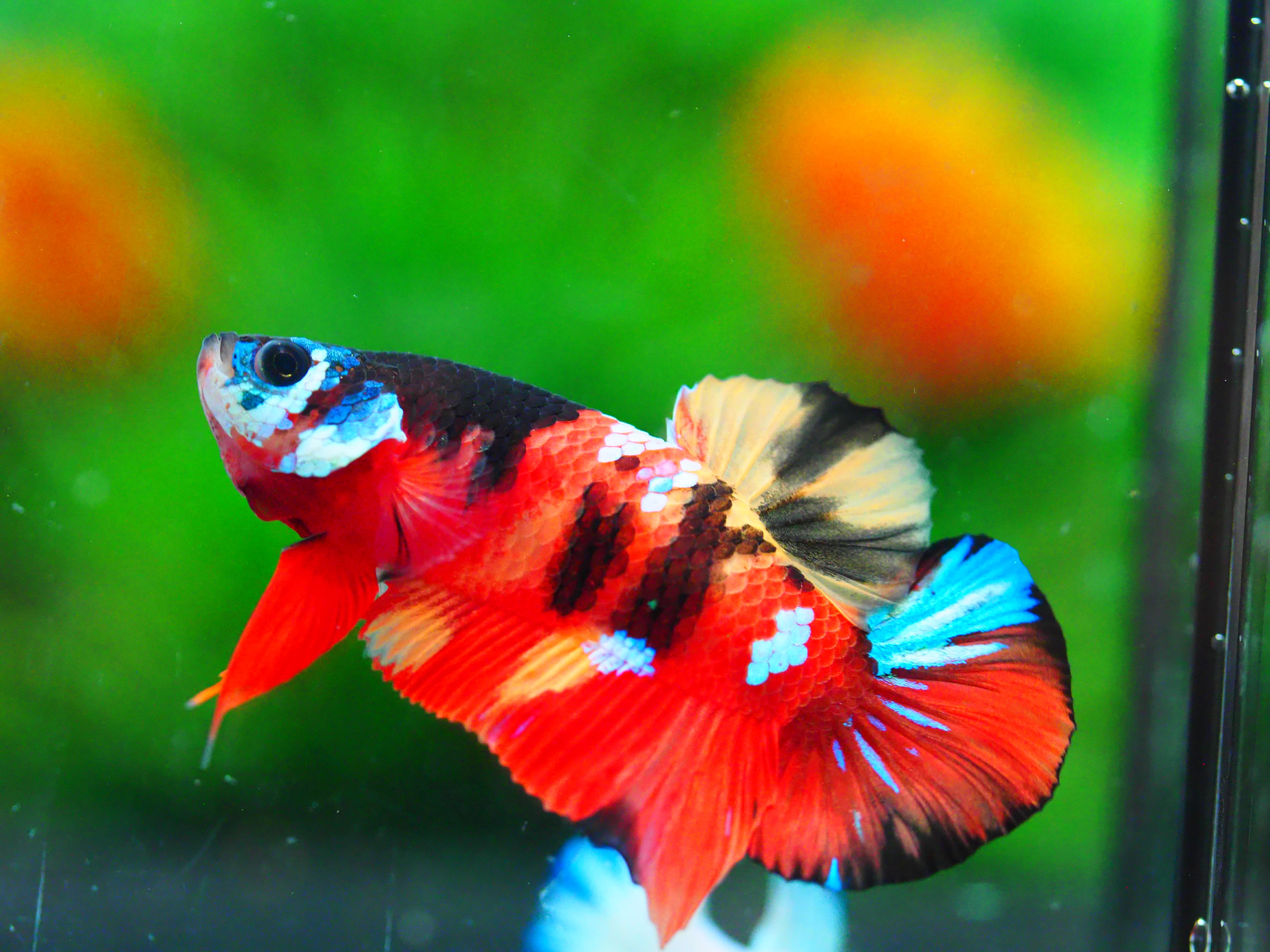 HMPK NEMO GALAXY MALE GRADE A +++