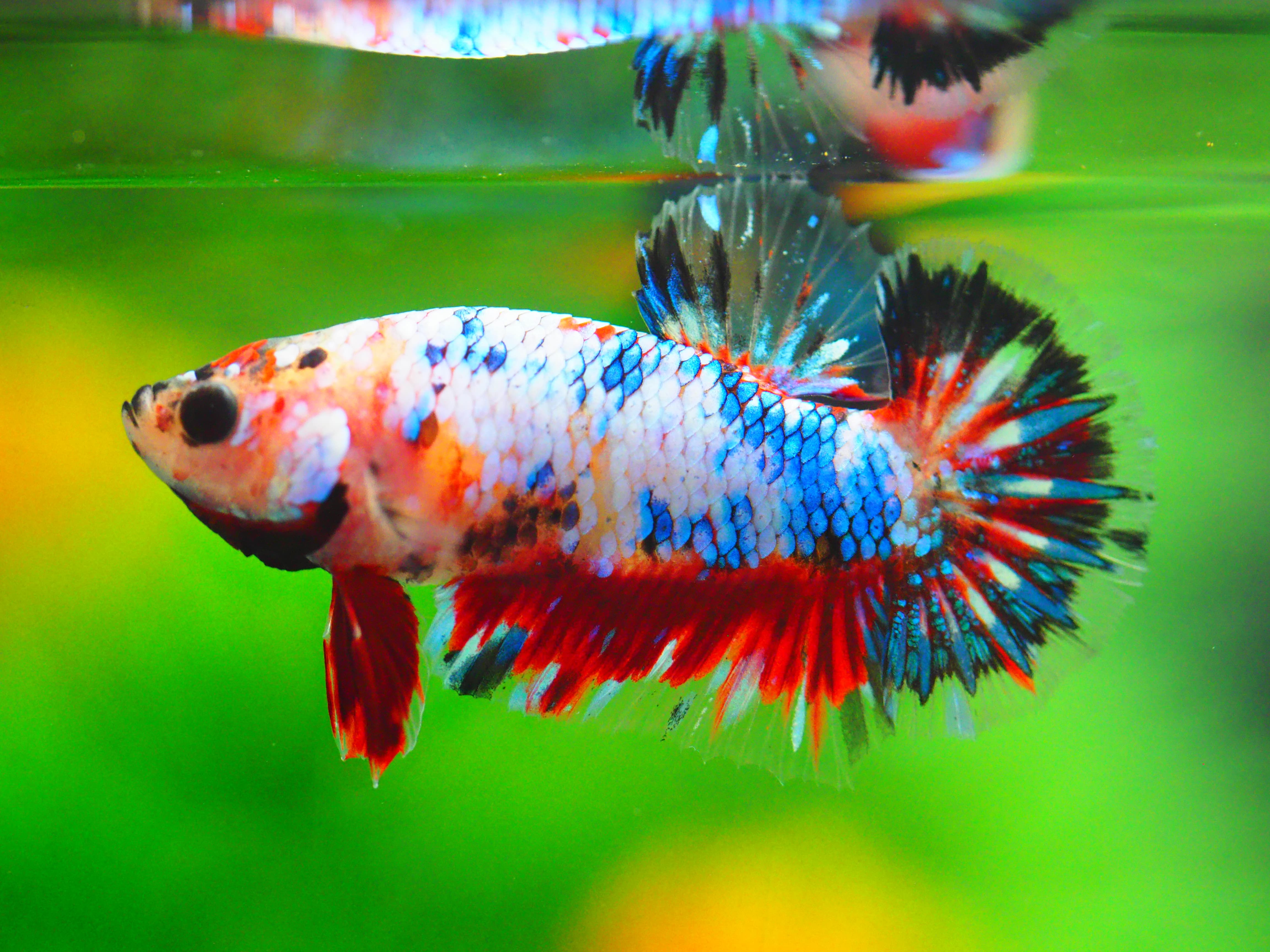 HMPK KOI GALAXY MALE GRADE A +++