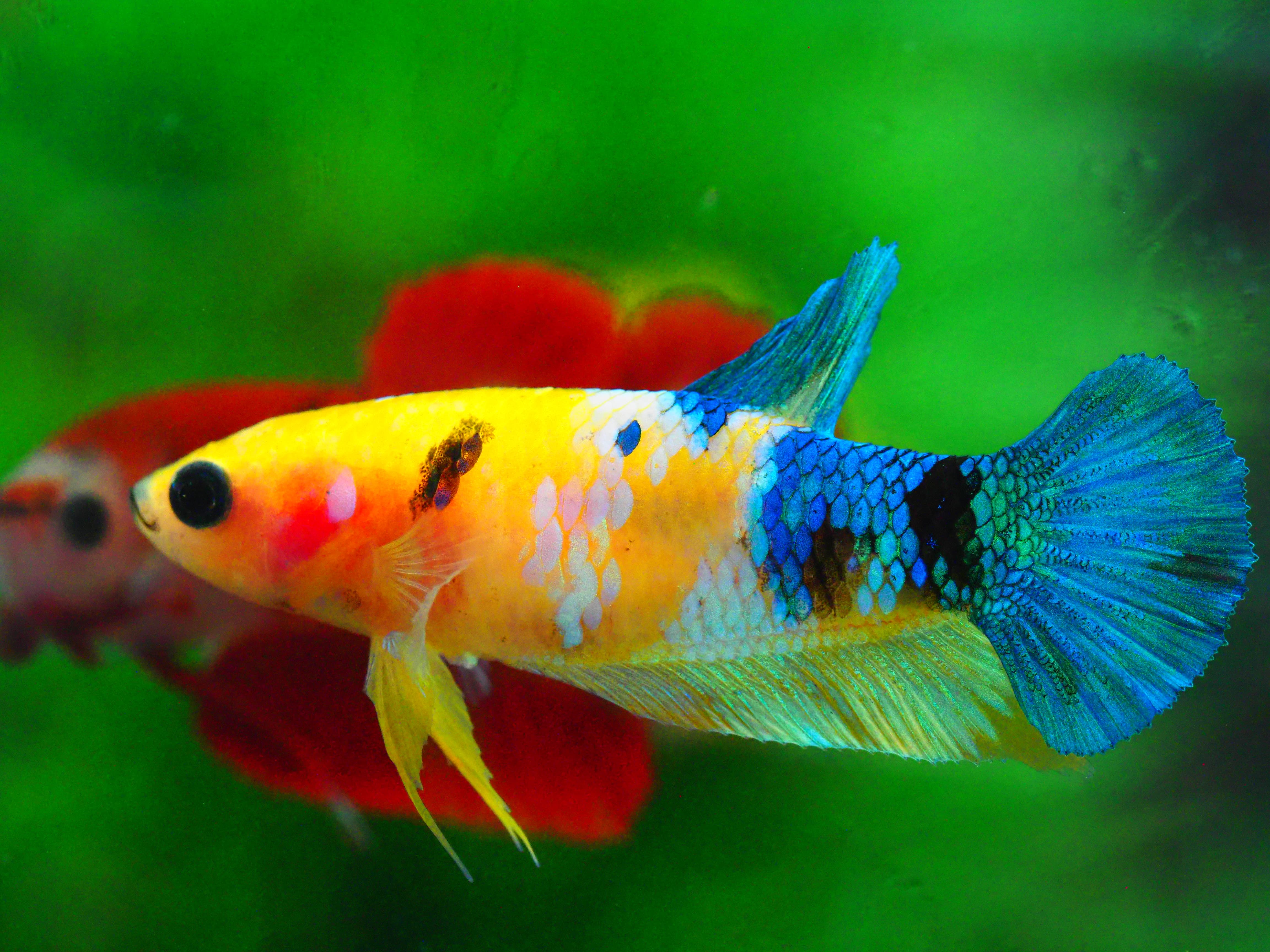 HMPK KOI GALAXY FNMALE GRADE A +++