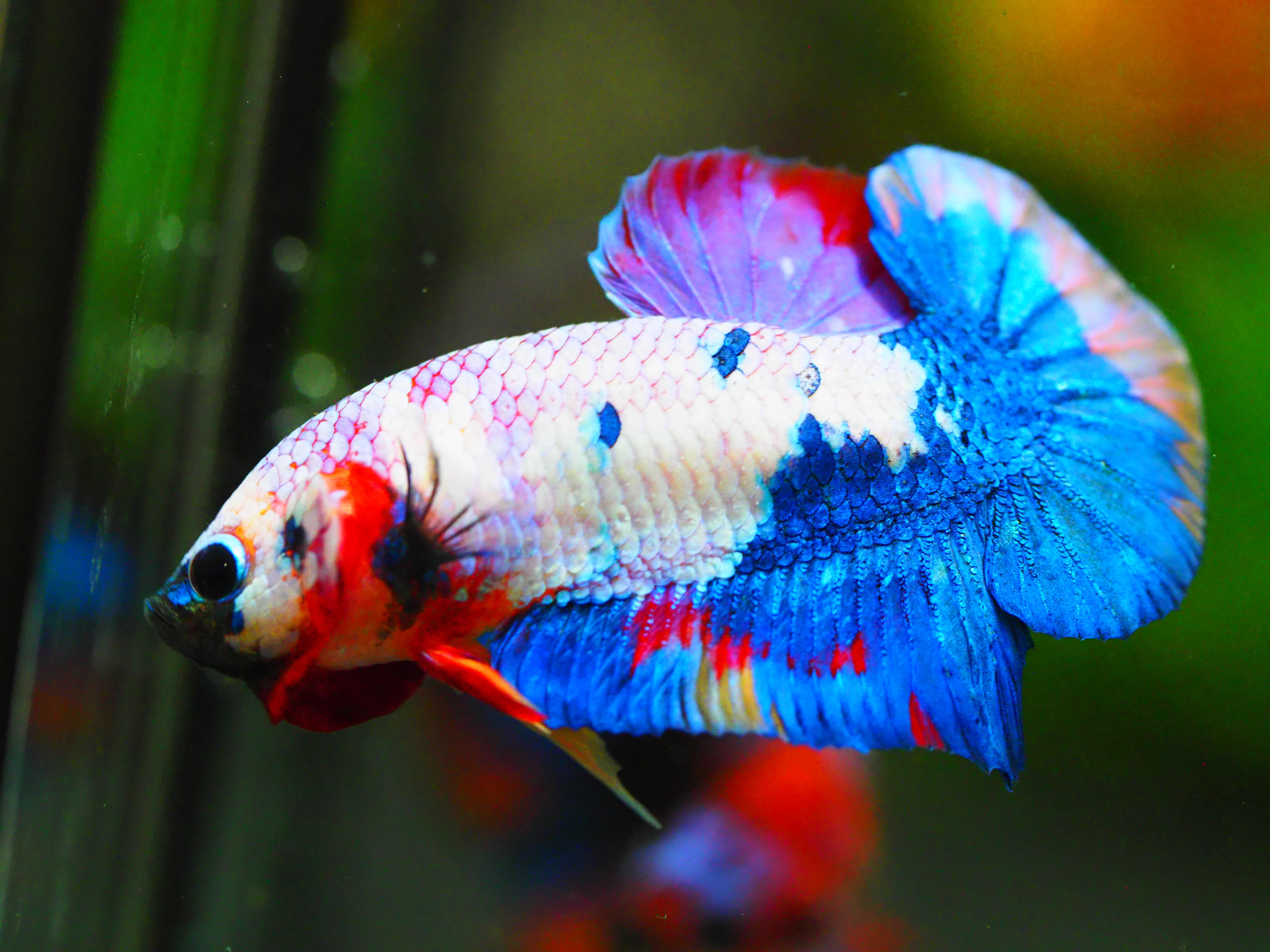 HMPK KOI FANCY MALE GRADE A +++