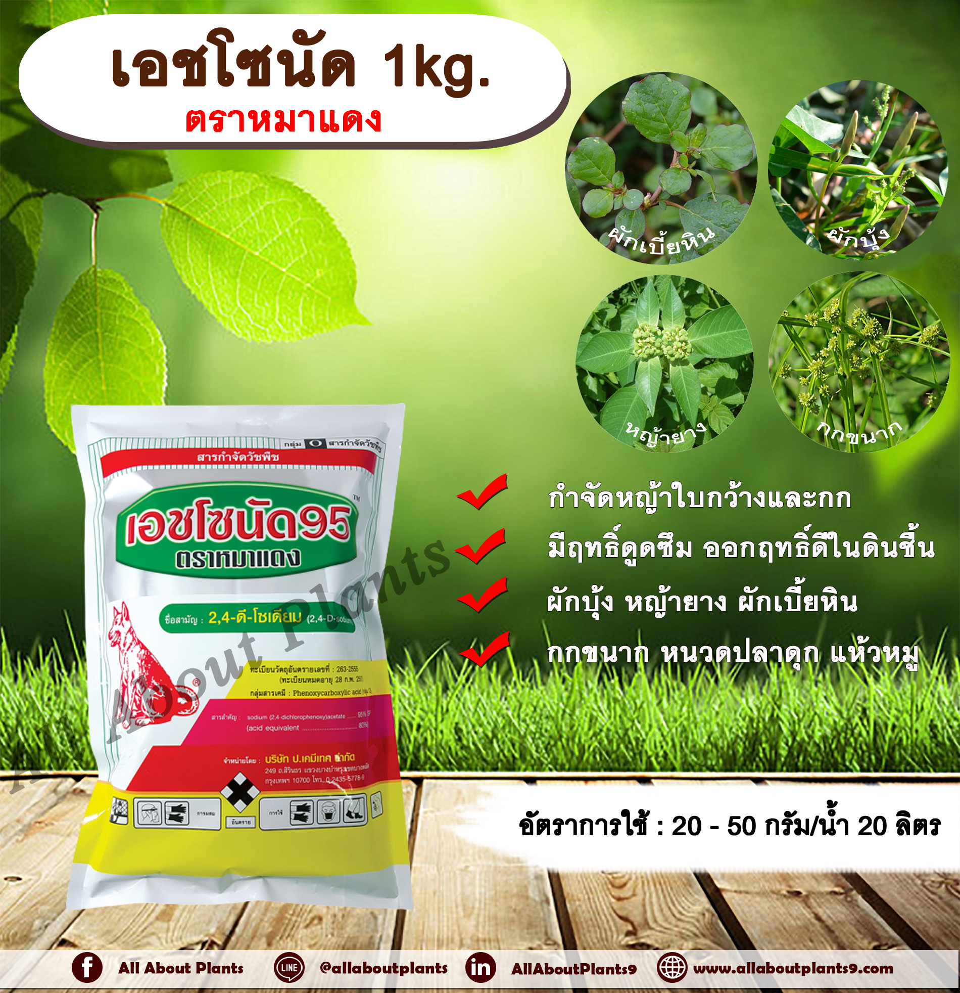 เอชโซนัด 1kg. ตราหมาแดง 24ดี โซเดียม หมาแดงผง ทูโฟดี สารกำจัดหญ้า กำจัดวัชพืช แบบดูดซึม ใบกว้าง และกก กำจัดหญ้ายาง ผักบุ้ง ผักโขม ผักเบี้ยหิน เครือ สะอึก กกขนาก แห้วหมู หนวดปลาดุก allaboutplants ชิ้น