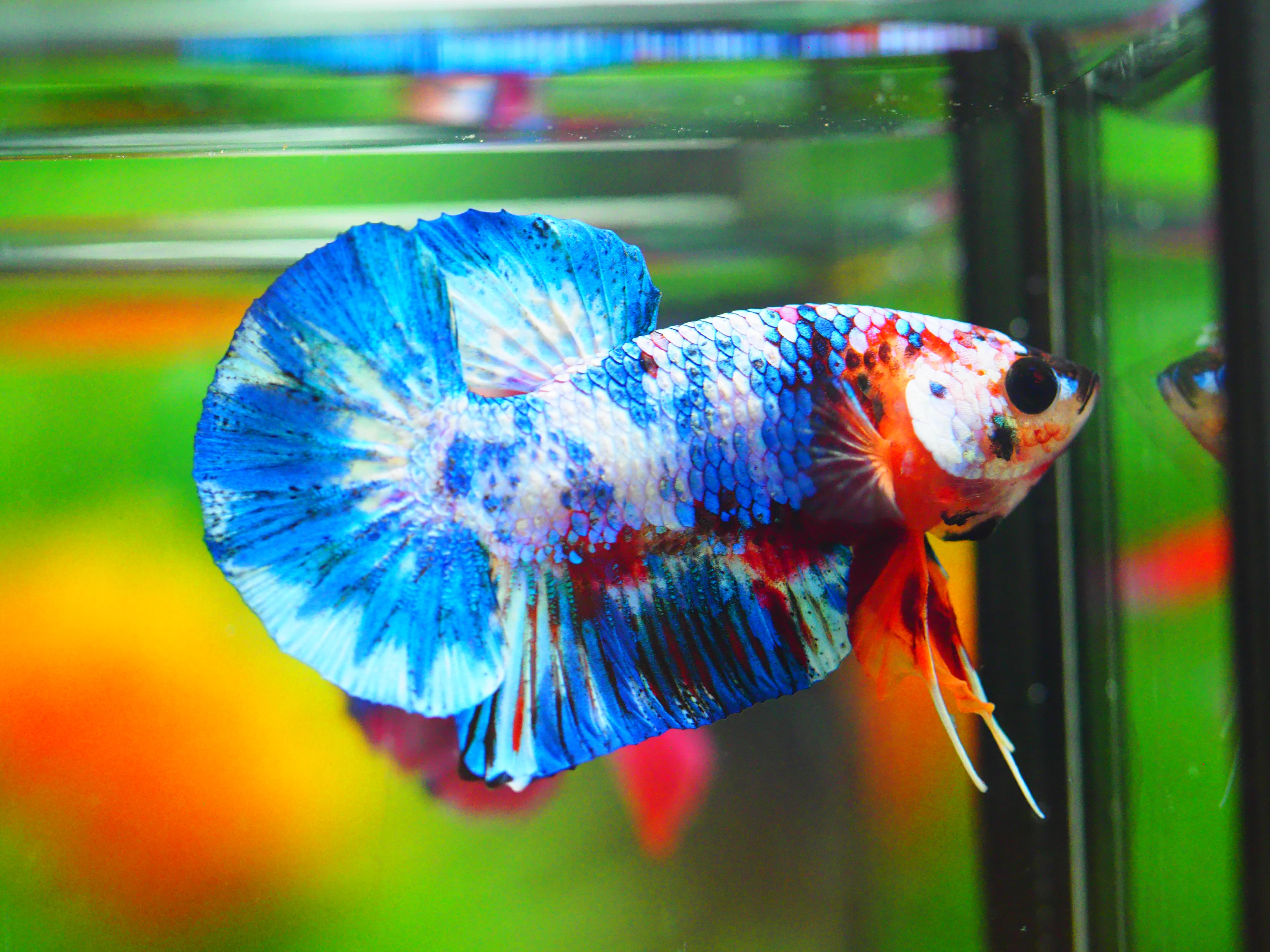 HMPK FANCY MALE GRADE A +++