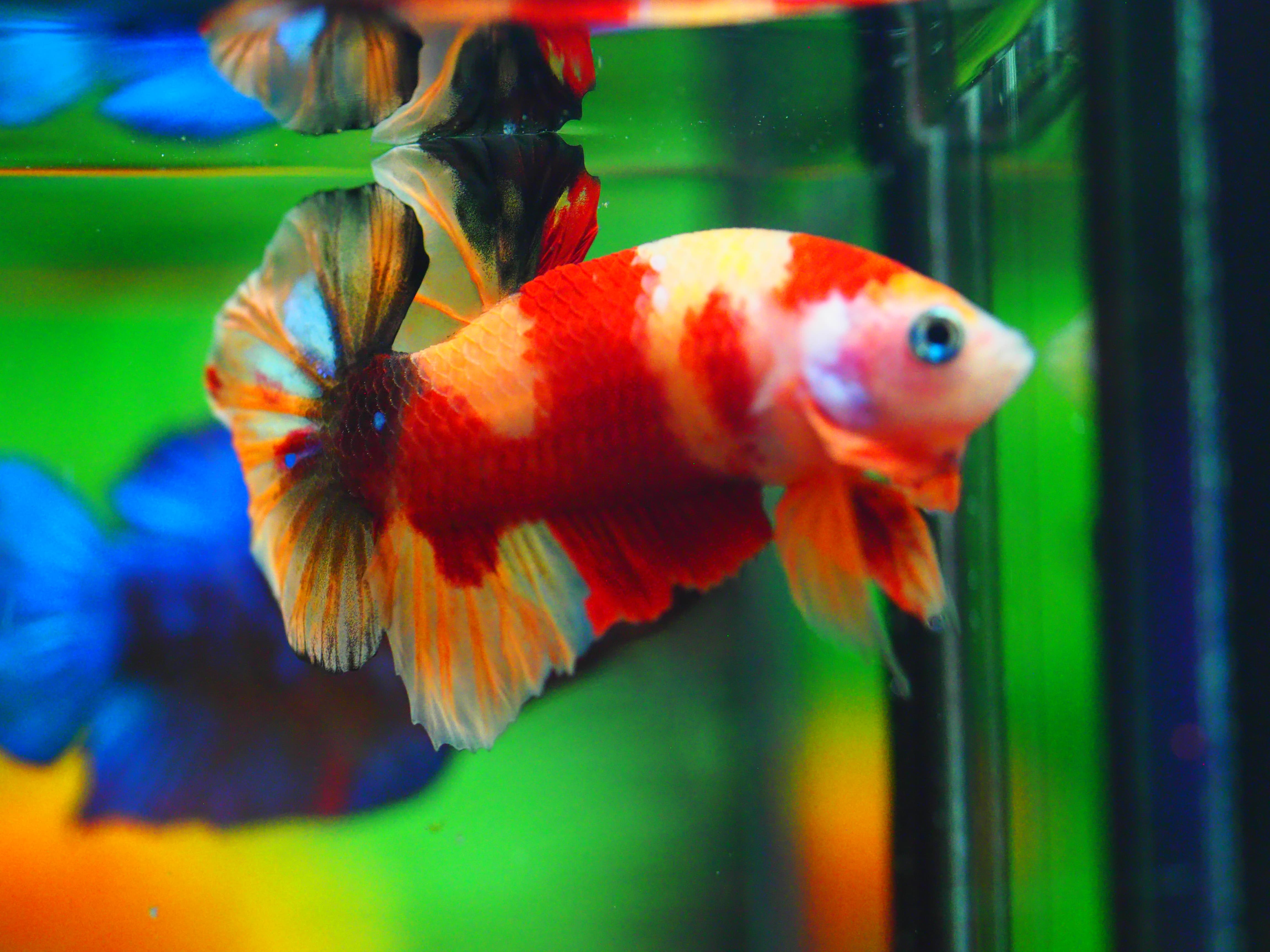 HMPK NEMO MALE GRADE A +++