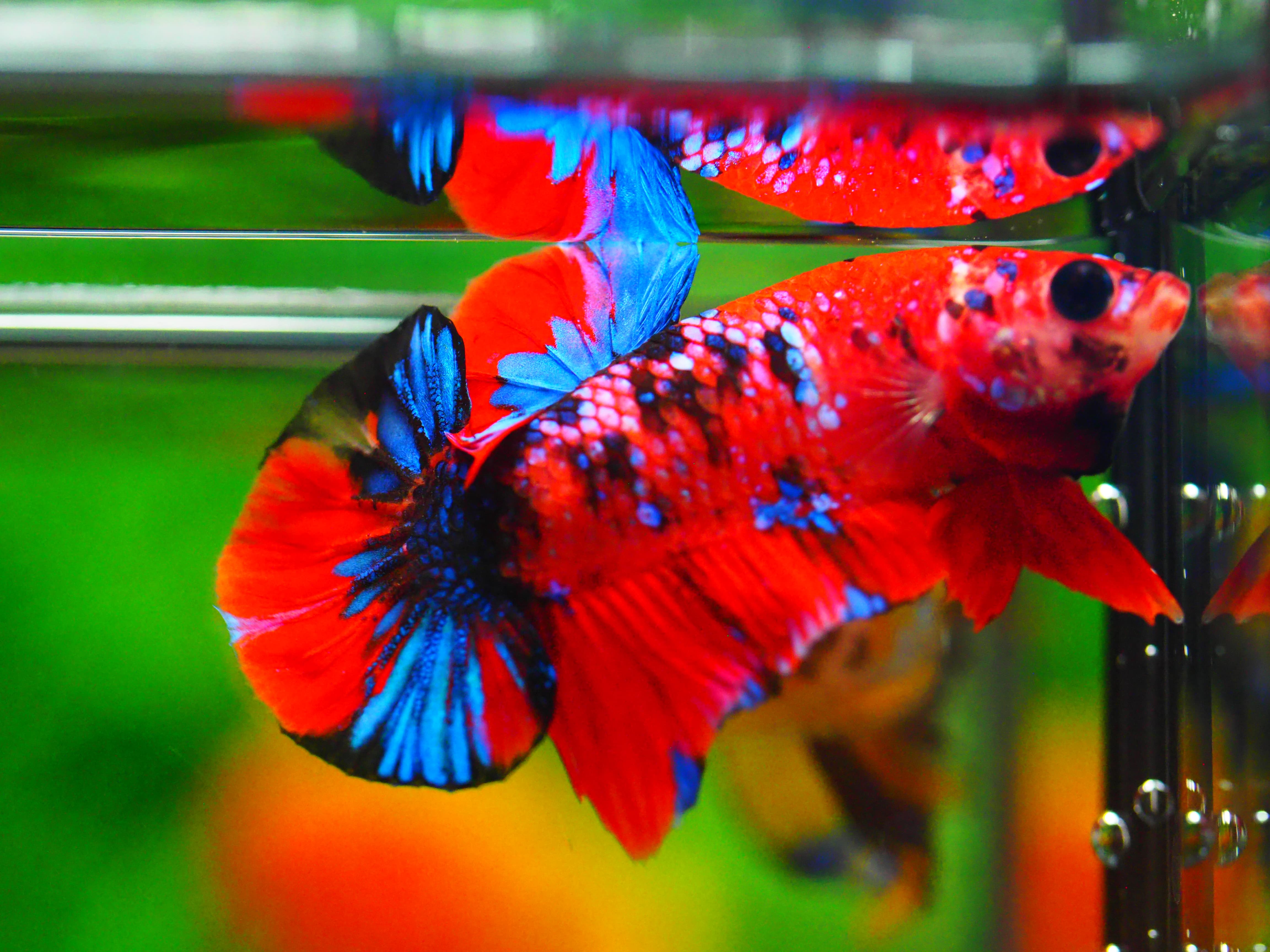 HMPK KOI GALAXY MALE GRADE A +++