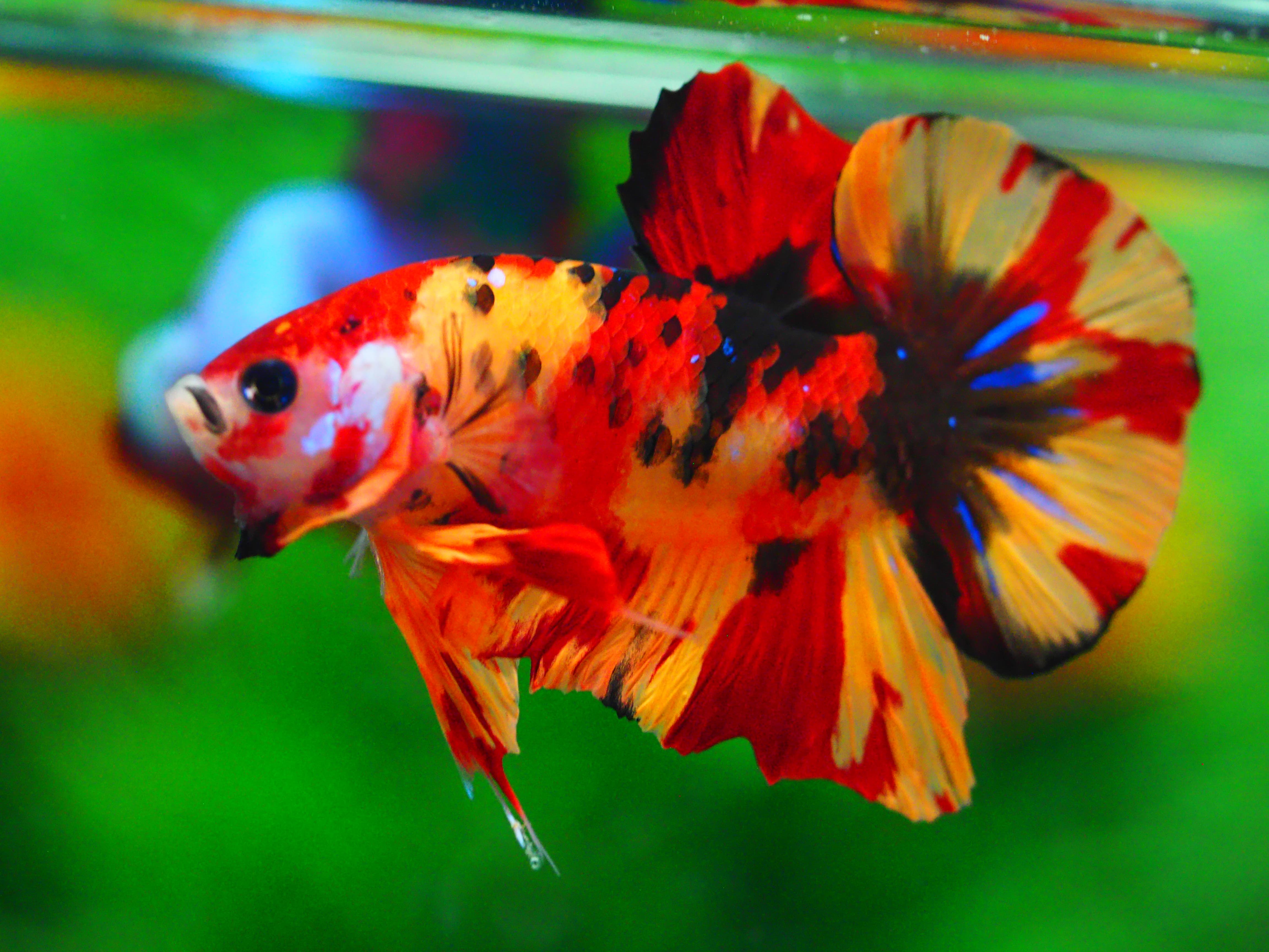 HMPK NEMO MALE GRADE A +++