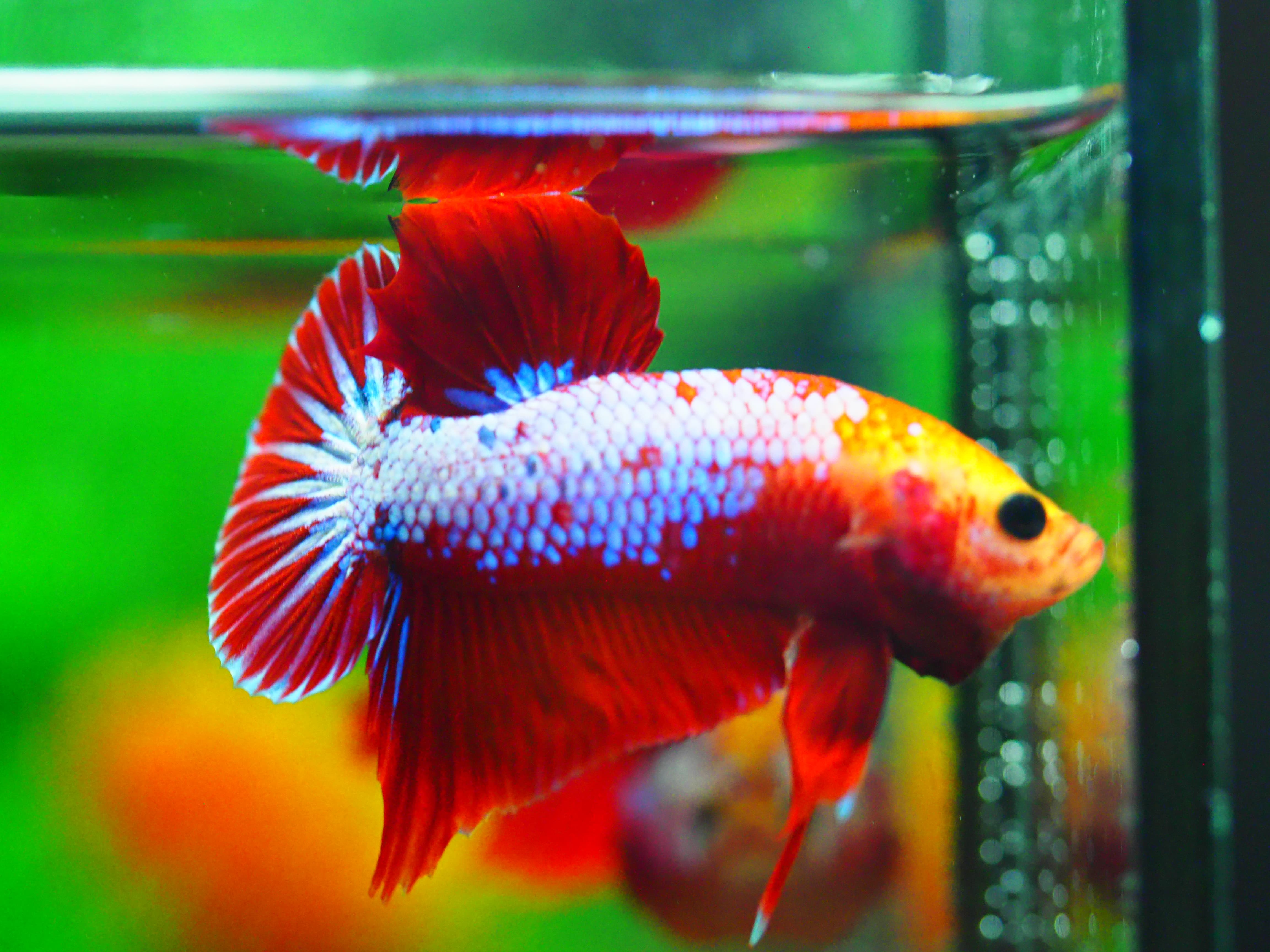 HMPK FANCY MALE GRADE A +++