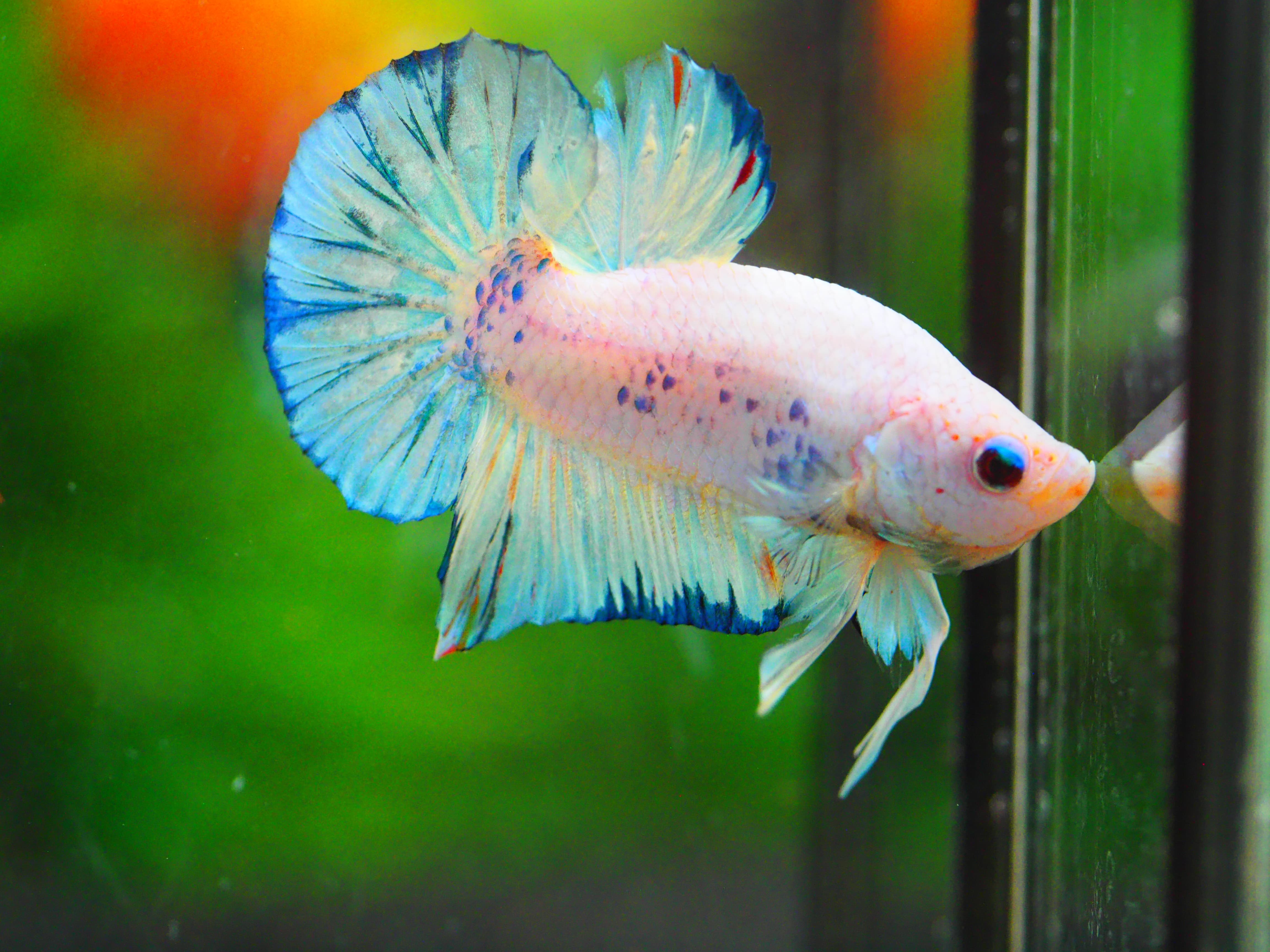 HMPK FANCY MALE GRADE A +++