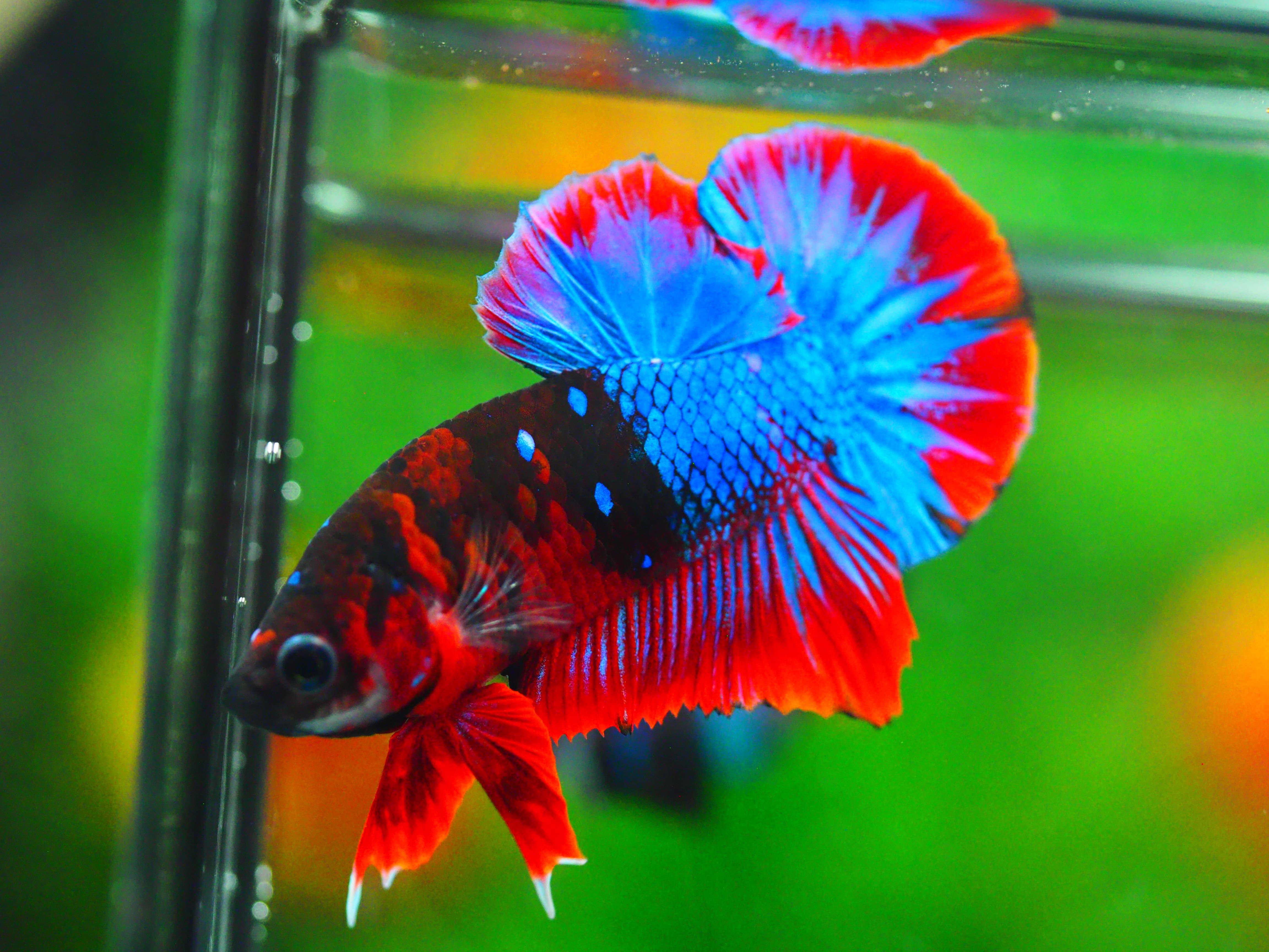 HMPK KOI GALAXY MALE GRADE A +++