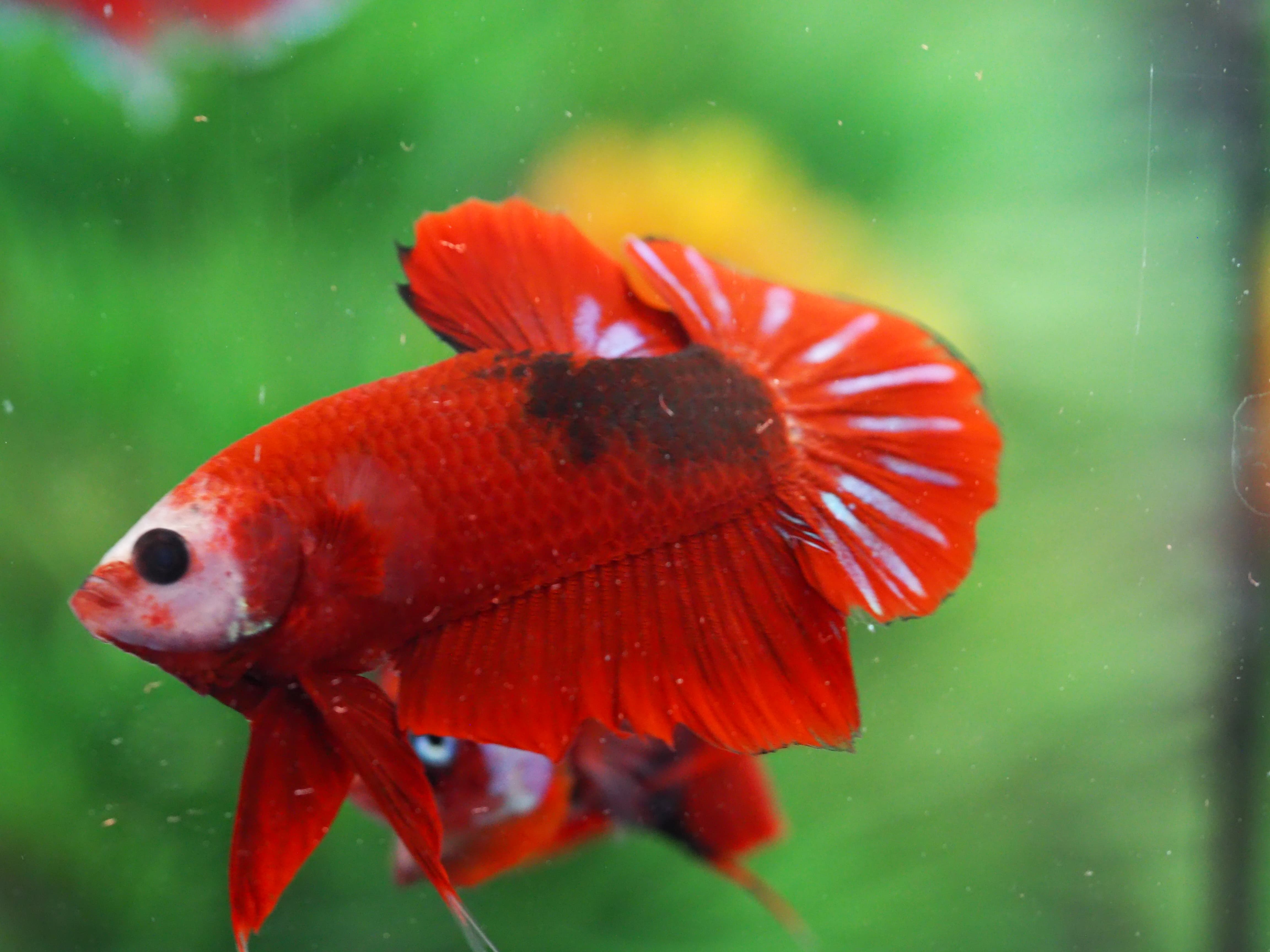 HMPK FANCY MALE GRADE A+