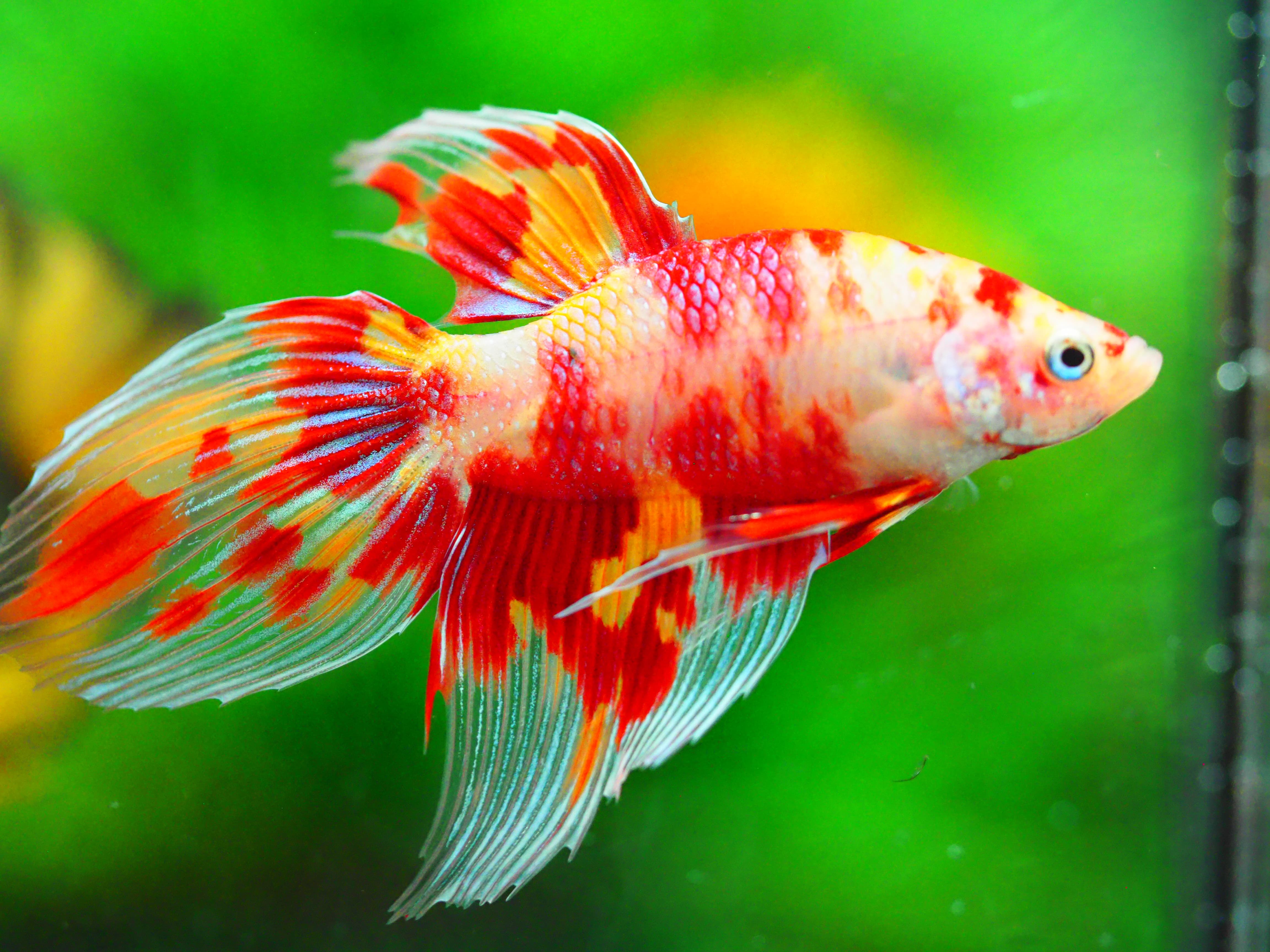 VT NEMO MALE GRADE A +++