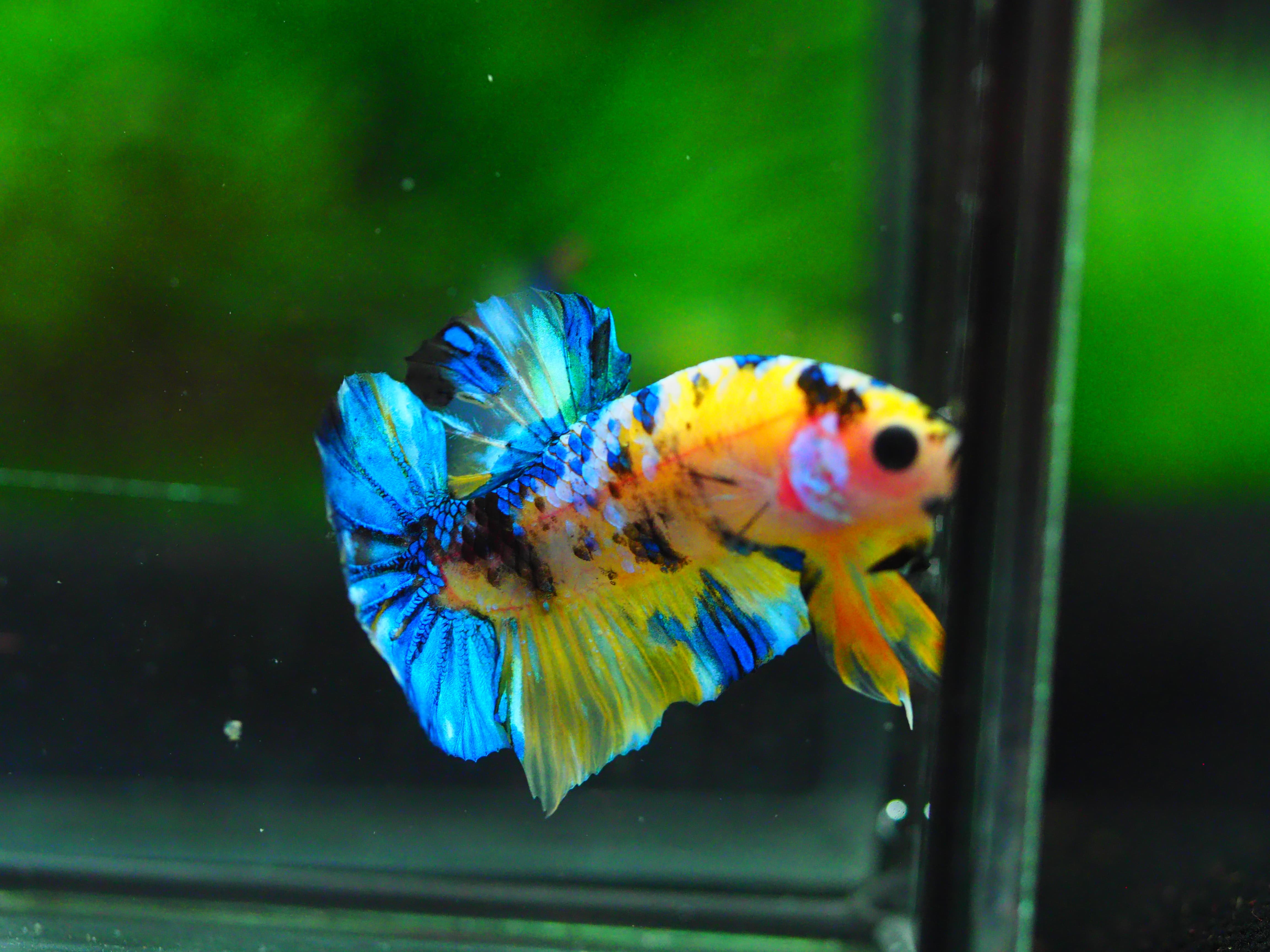 HMPK KOI YELLOW MALE GRADE A +++