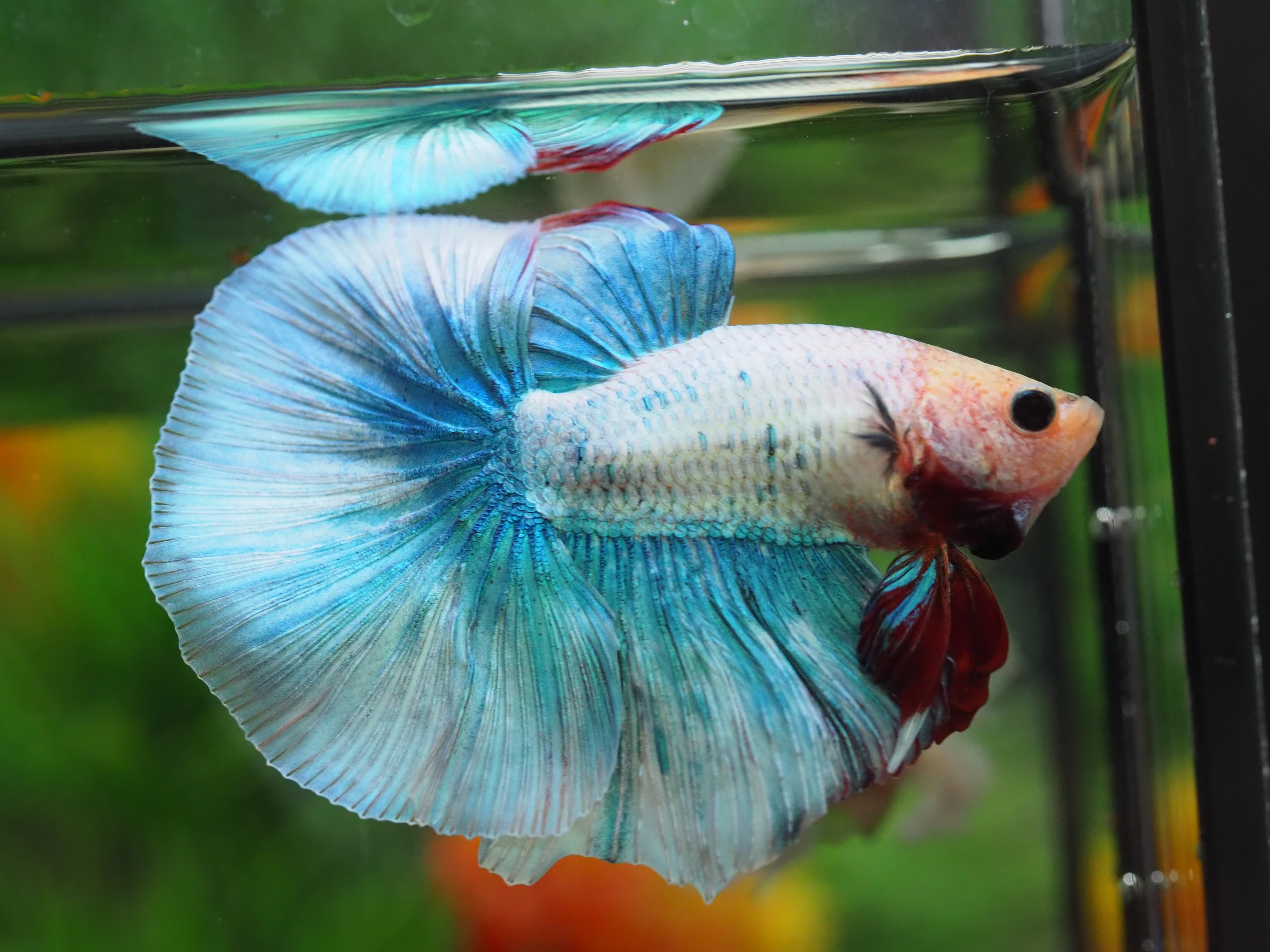 HM FANCY MALE GRADE A+