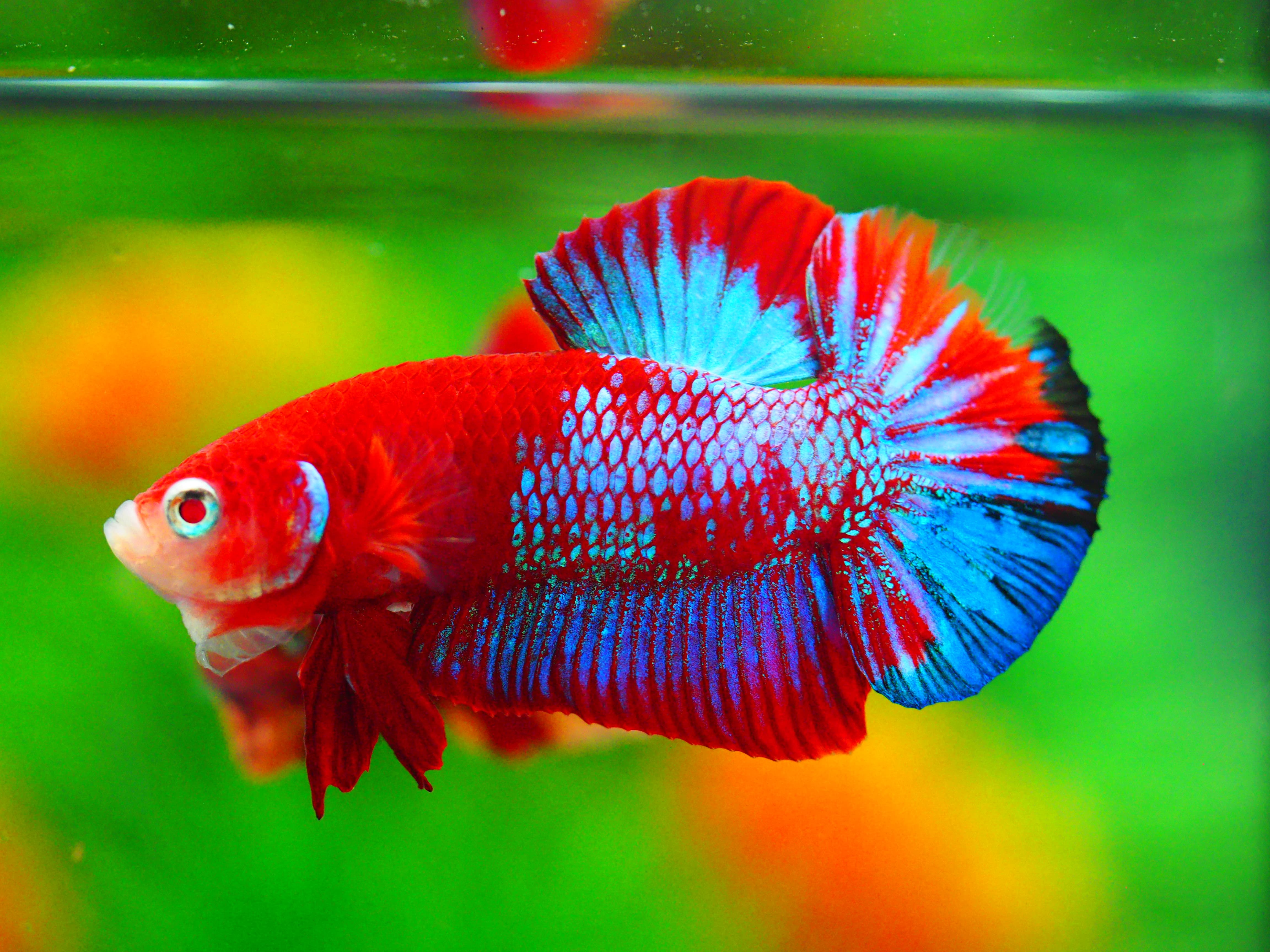 HMPK KOI GALAXY MALE GRADE A +++