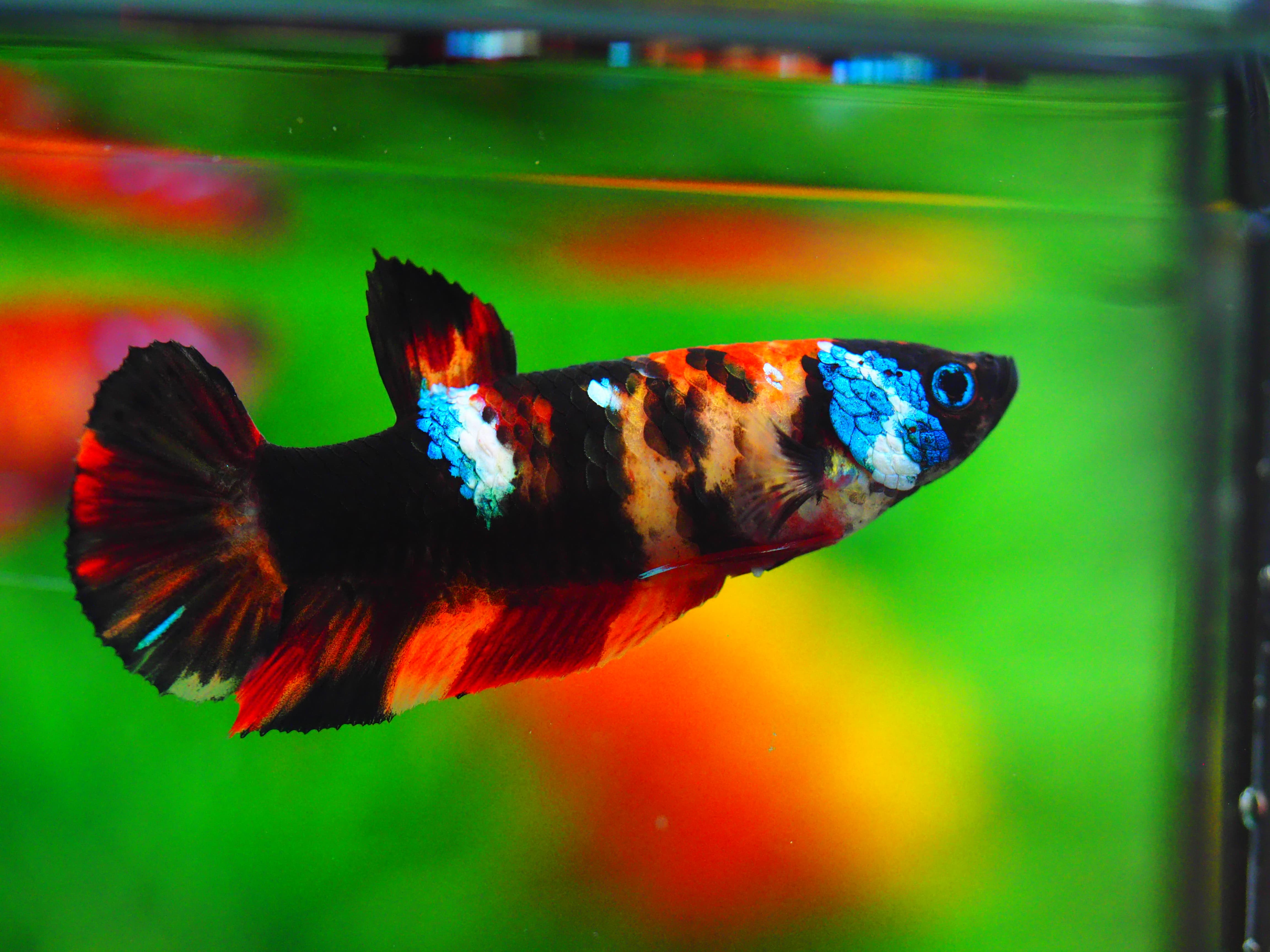 HMPK NEMO GLAXY GRADE A++ FEMALE