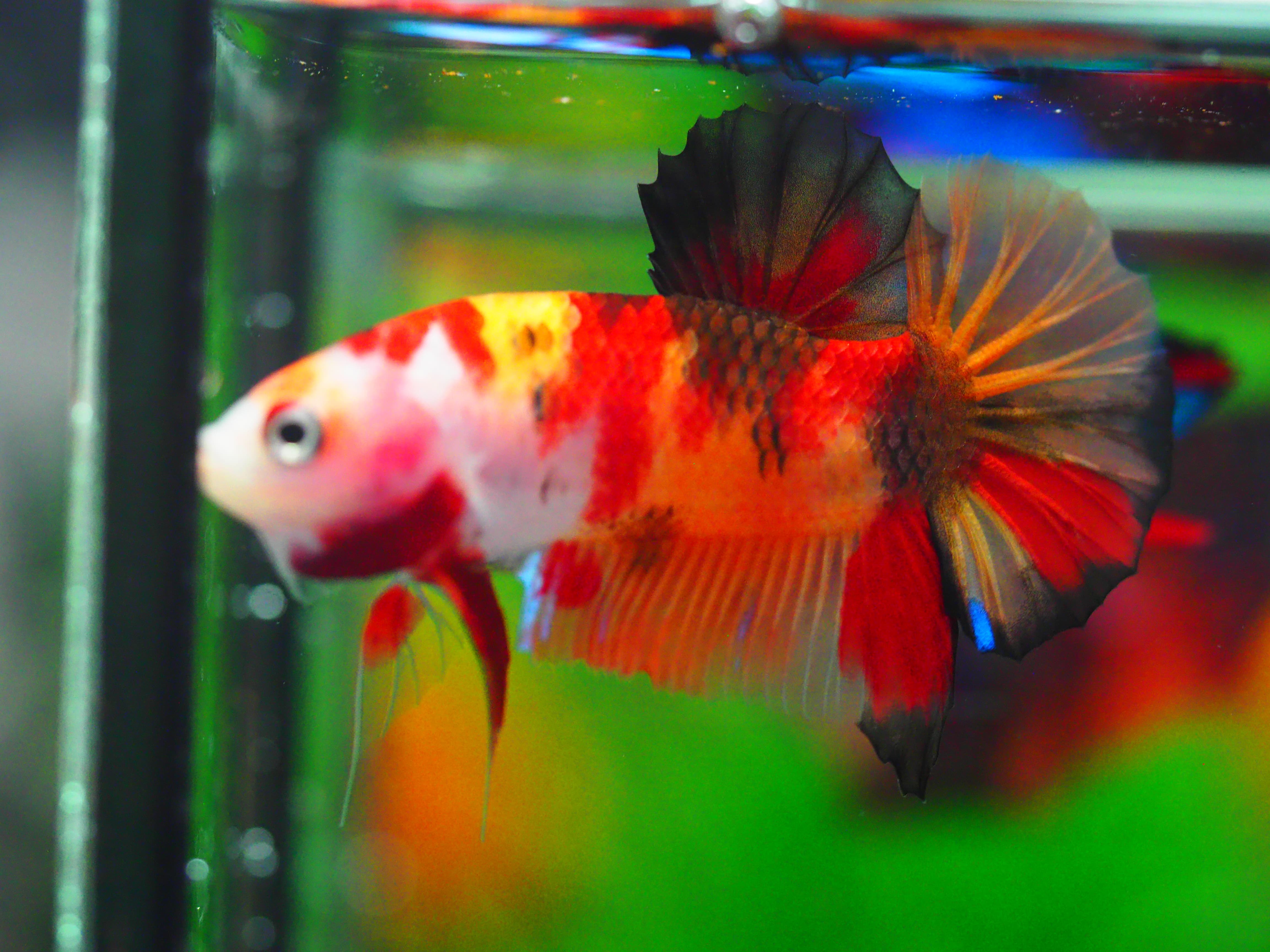 HMPK NEMO MALE GRADE A +++