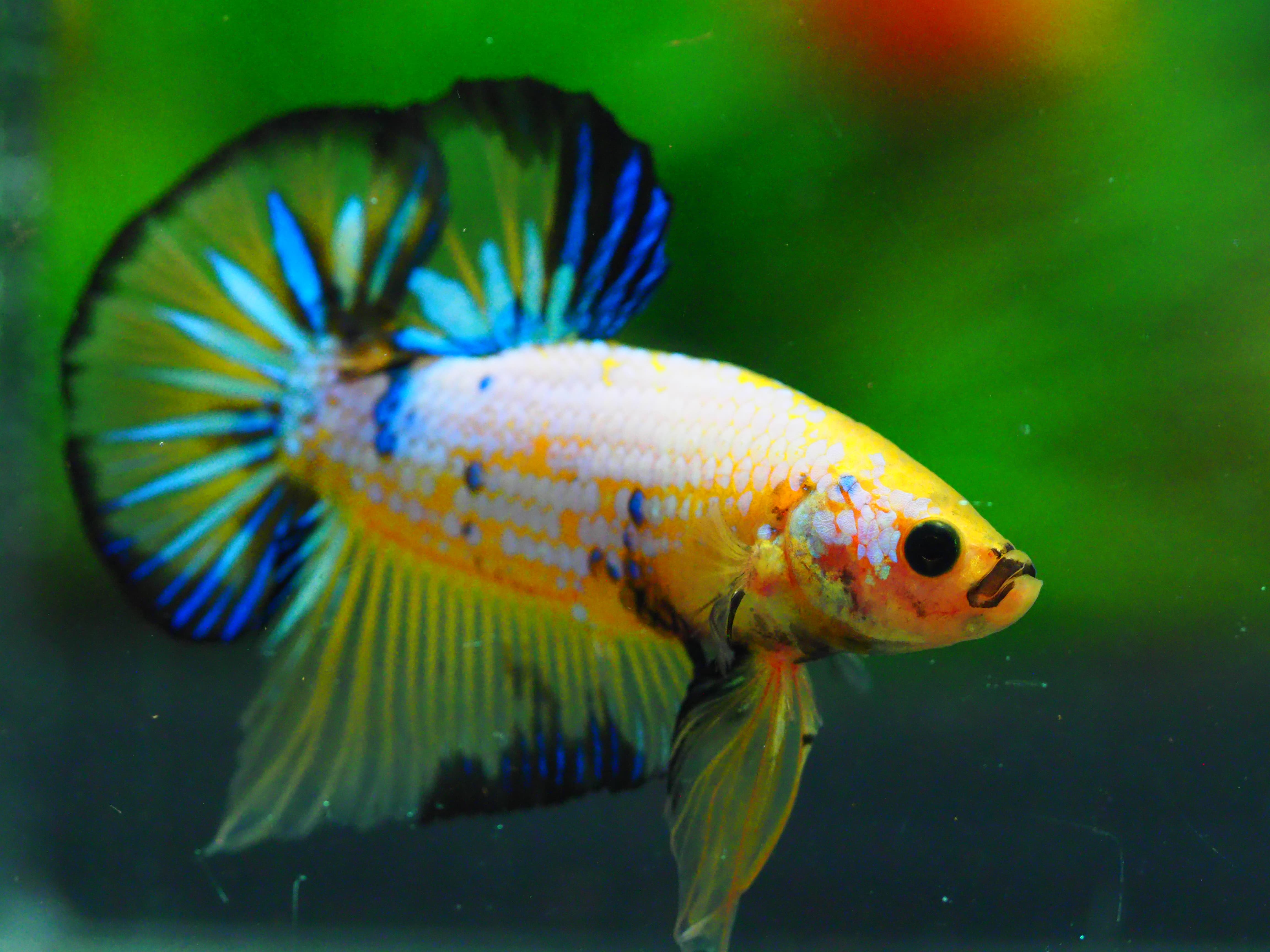 HMPK FANCY MALE GRADE A +++