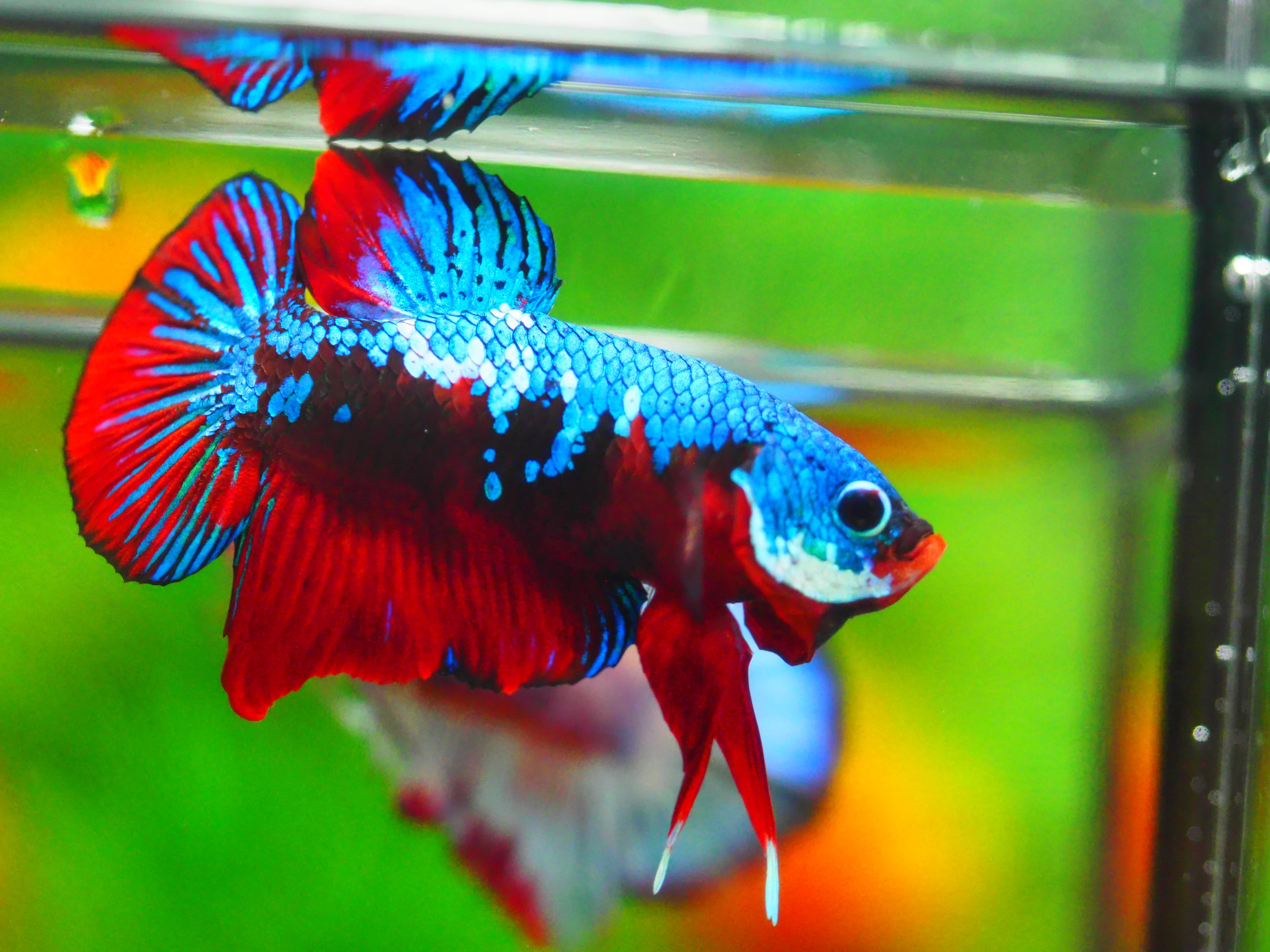 HMPK KOI GALAXY MALE GRADE A +++