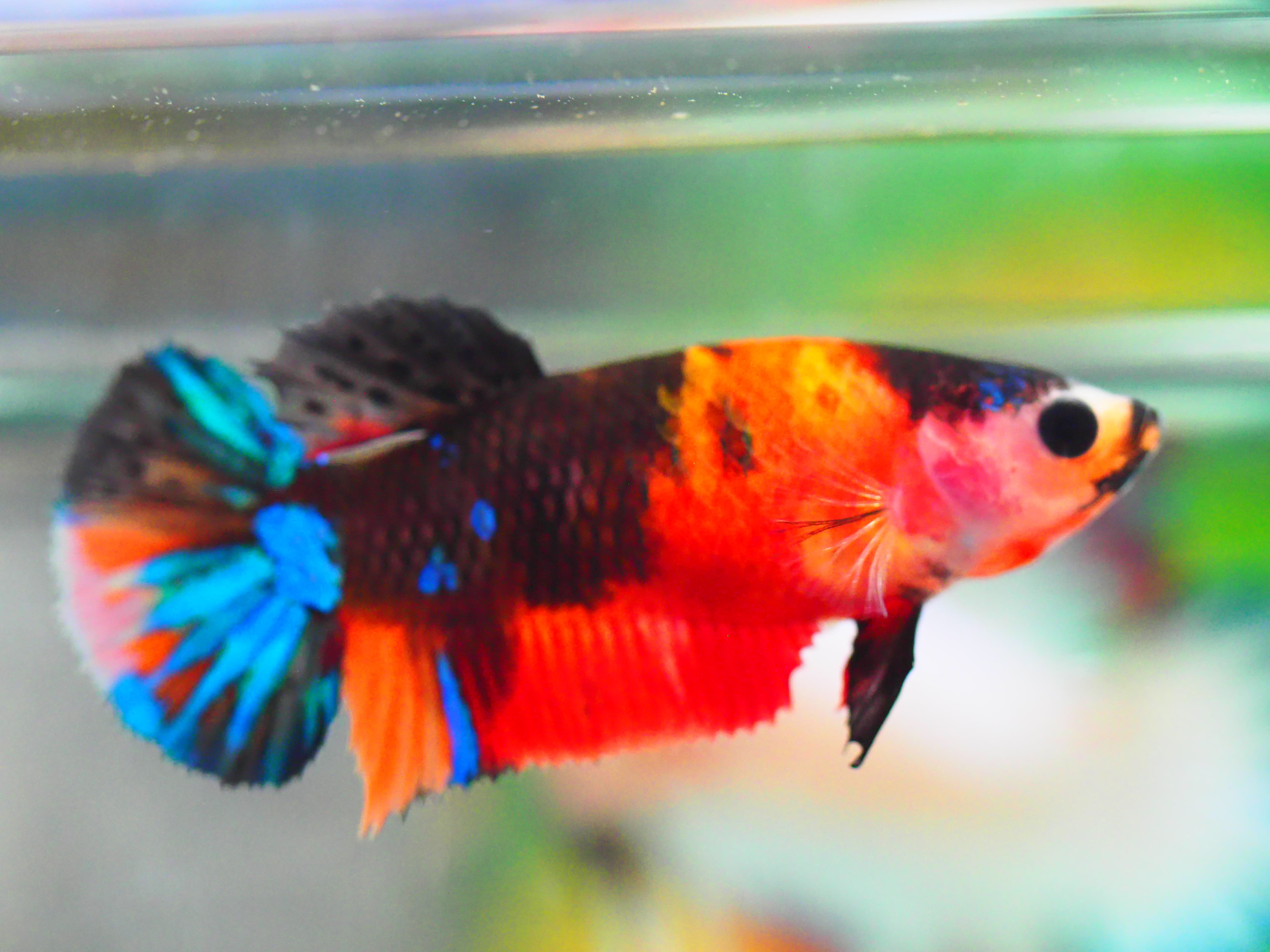 HMPK NEMO GALAXY FNMALE GRADE A +++