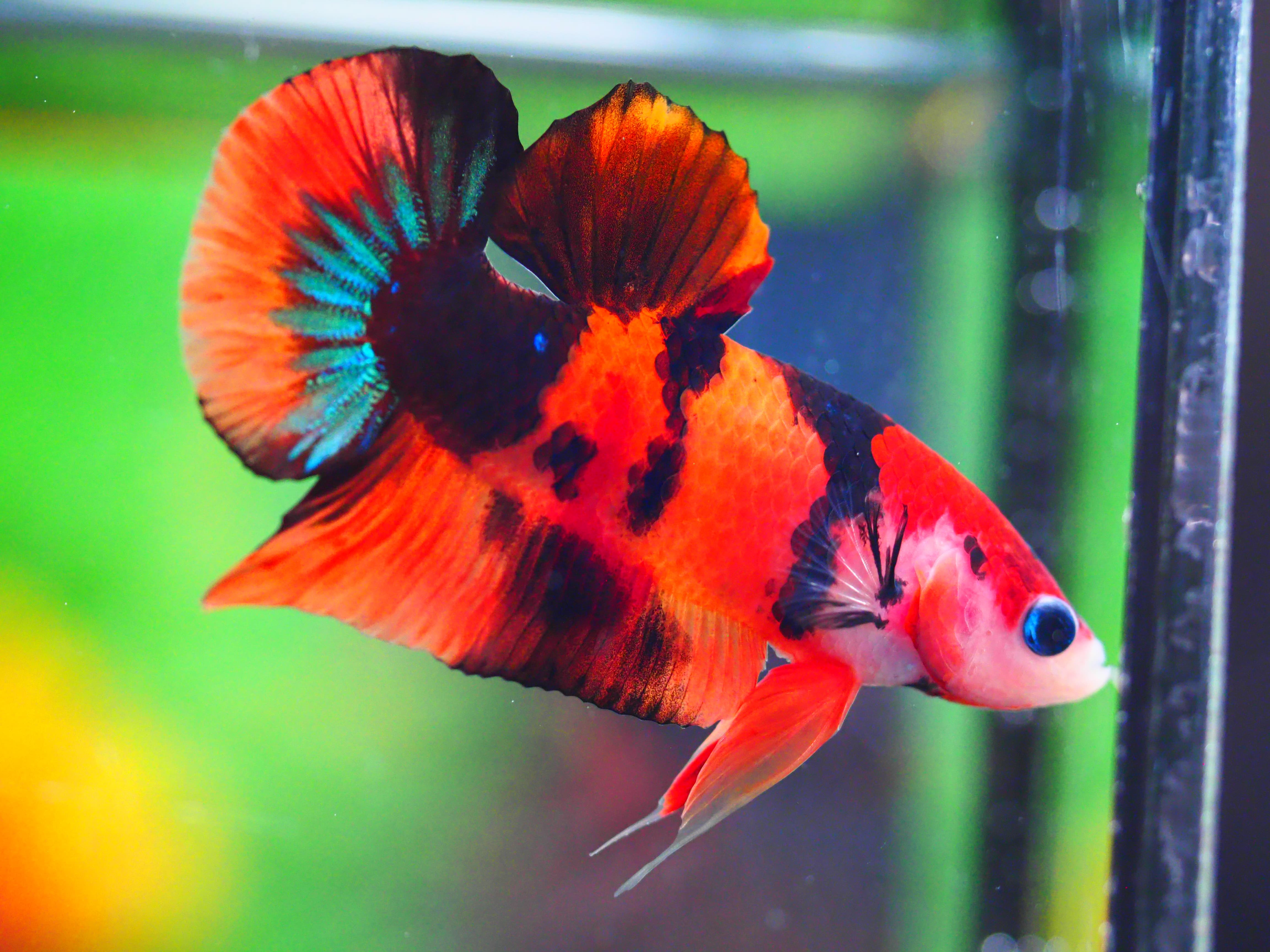 HMPK NEMO GALAXY MALE GRADE A +++