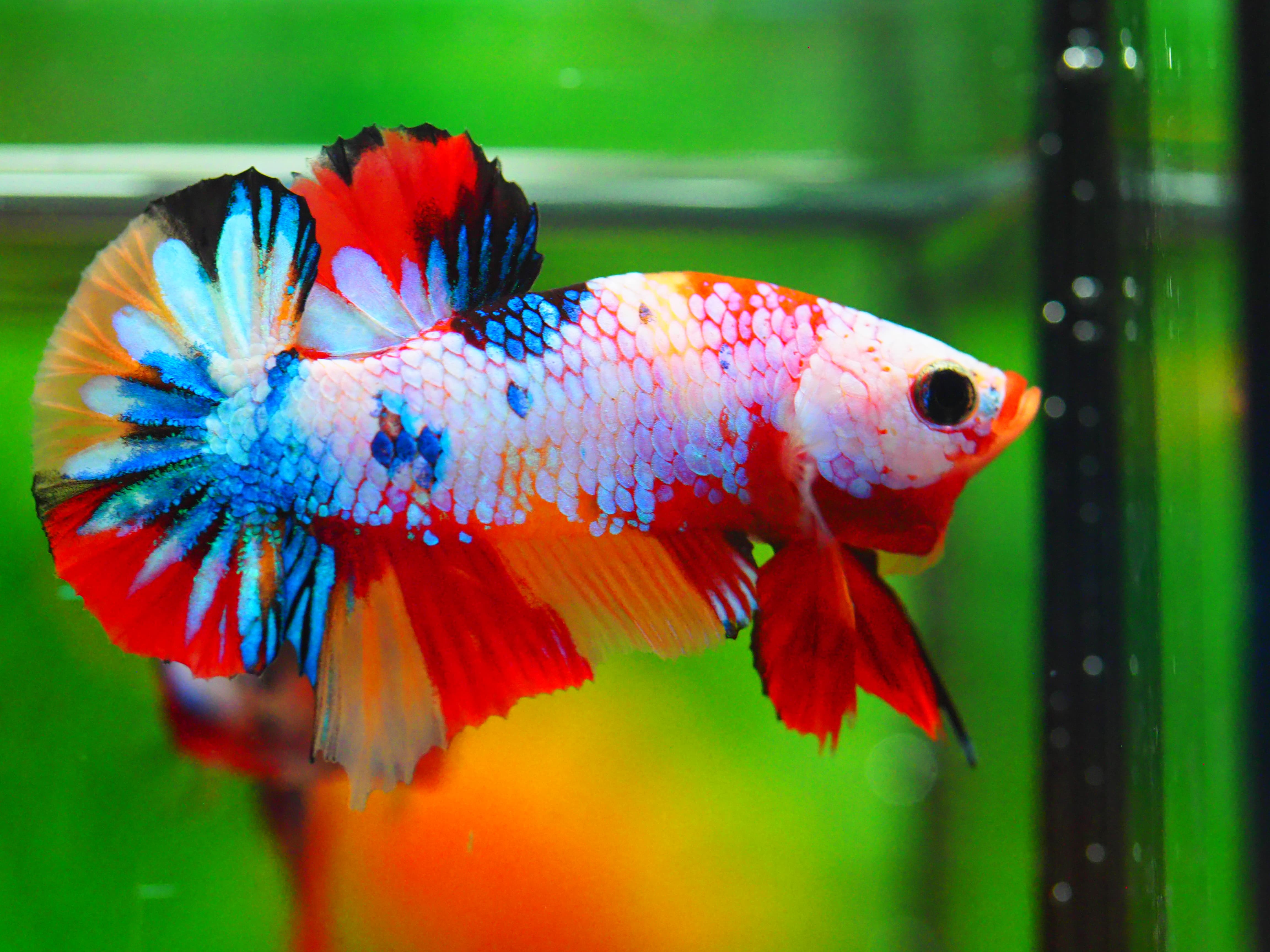 HMPK NEMO GALAXY MALE GRADE A +++