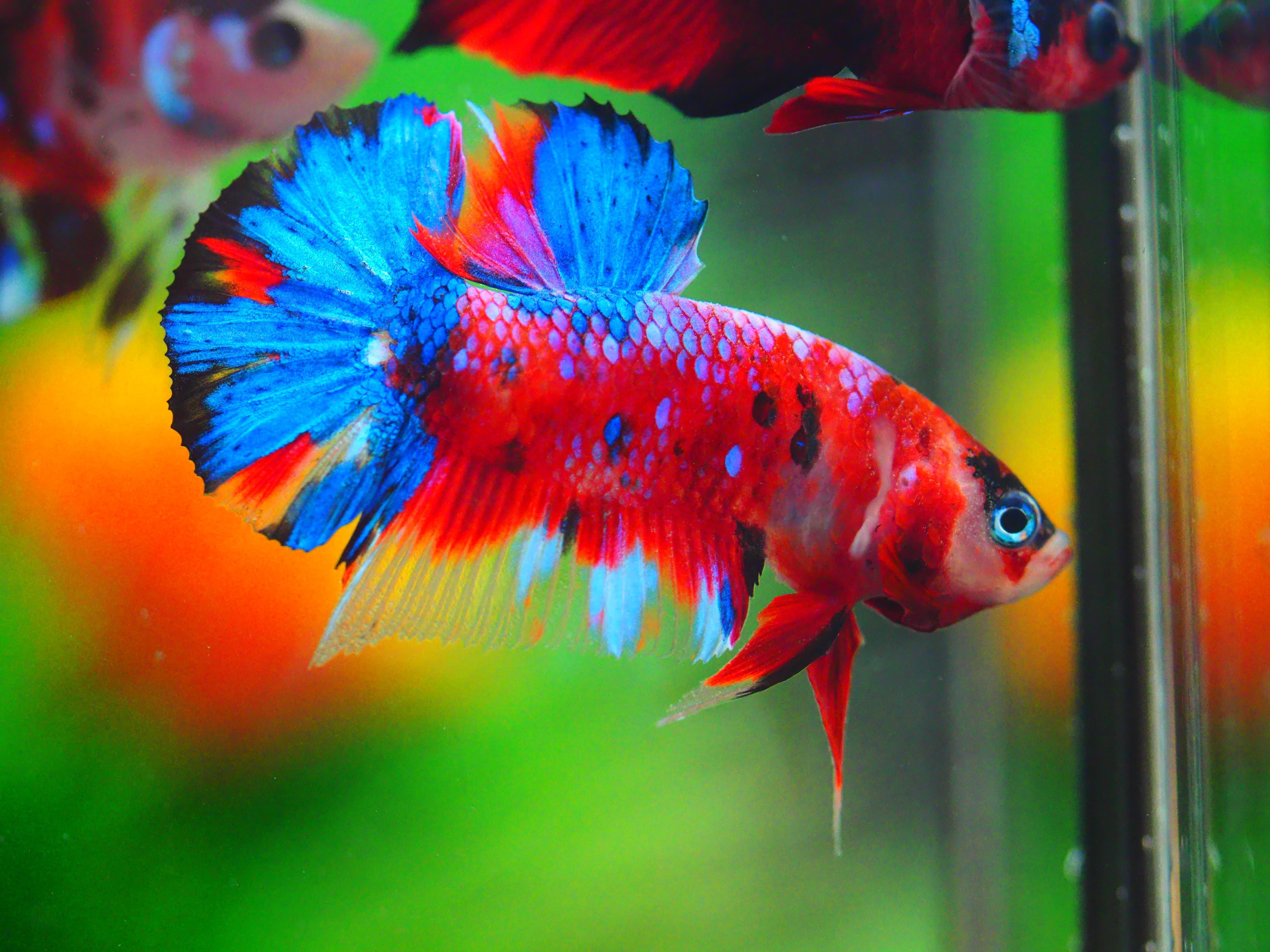 HMPK KOI GALAXY MALE GRADE A++