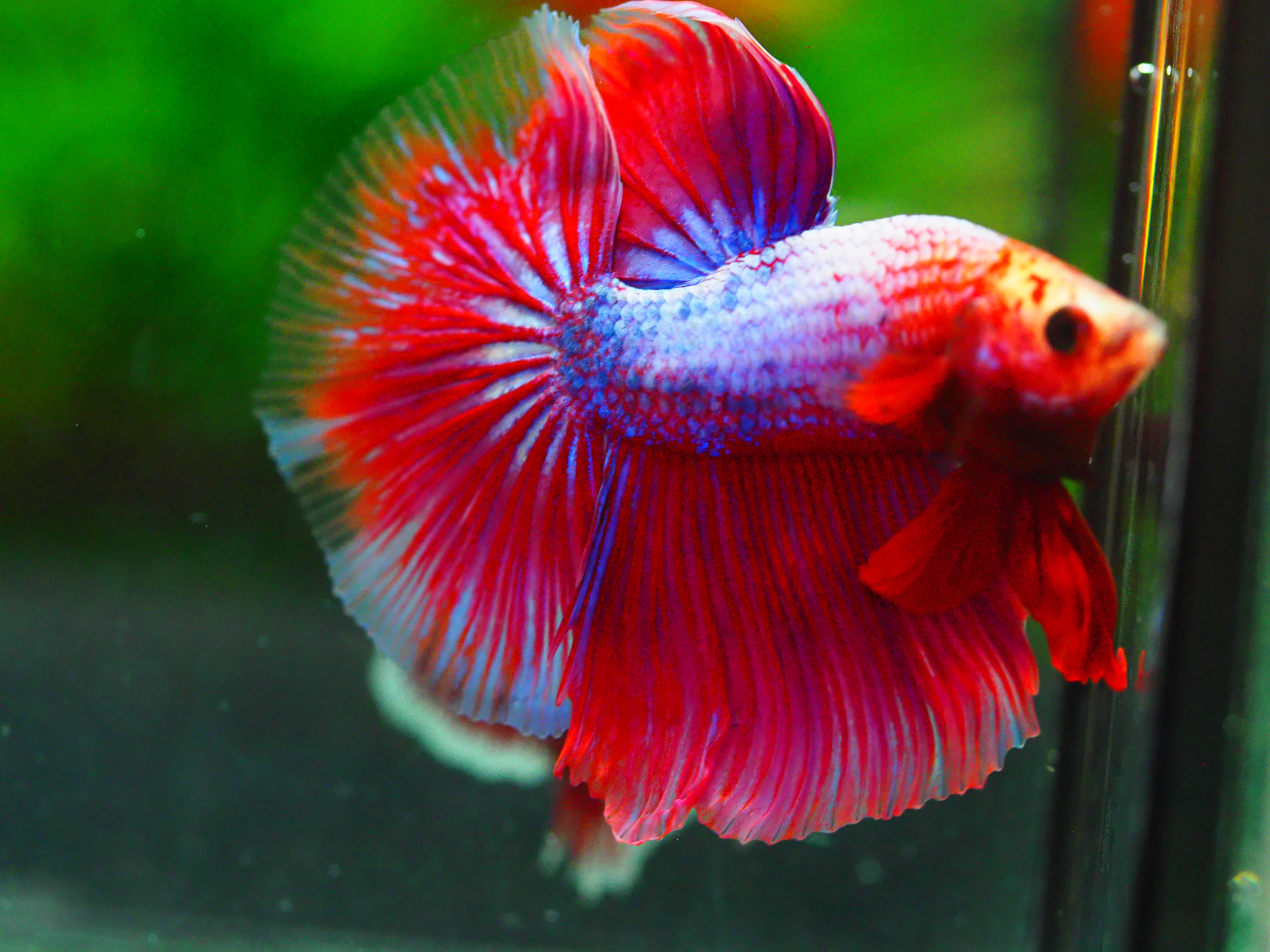 HM FANCY MALE GRADE A +++