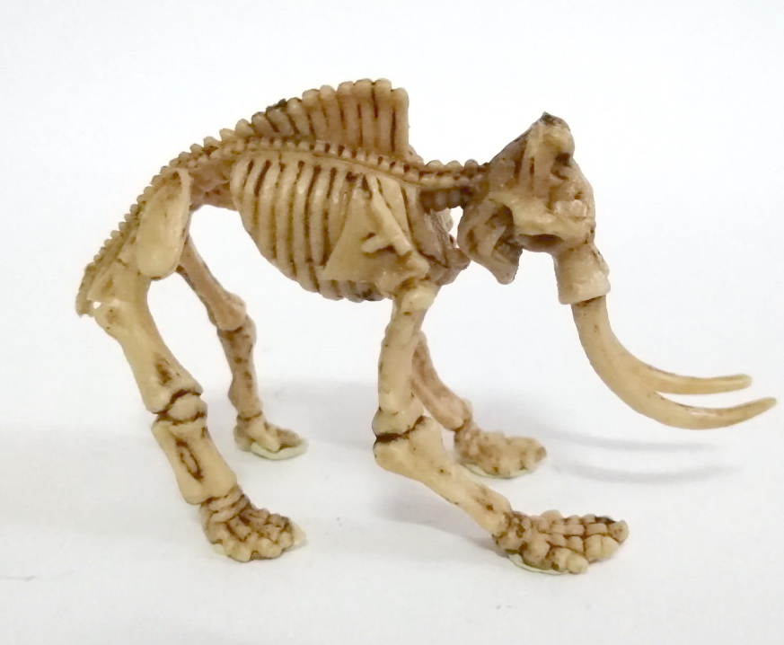 ตุ๊กตายางโครงกระดูกไดโนเสาร์ เป็นงานไขตู้แคปซูล ขายพร้อมกันสองแบบ 1.โครงกระดูกช้างแมมมอส และ 2.อแนทธอซอรัส เป็นยางยืดหนุ่นได้ ไม่ต้องกลัวหัก ลงสีเหมือนฟอสซิลโครงกระดูก ขายคู่