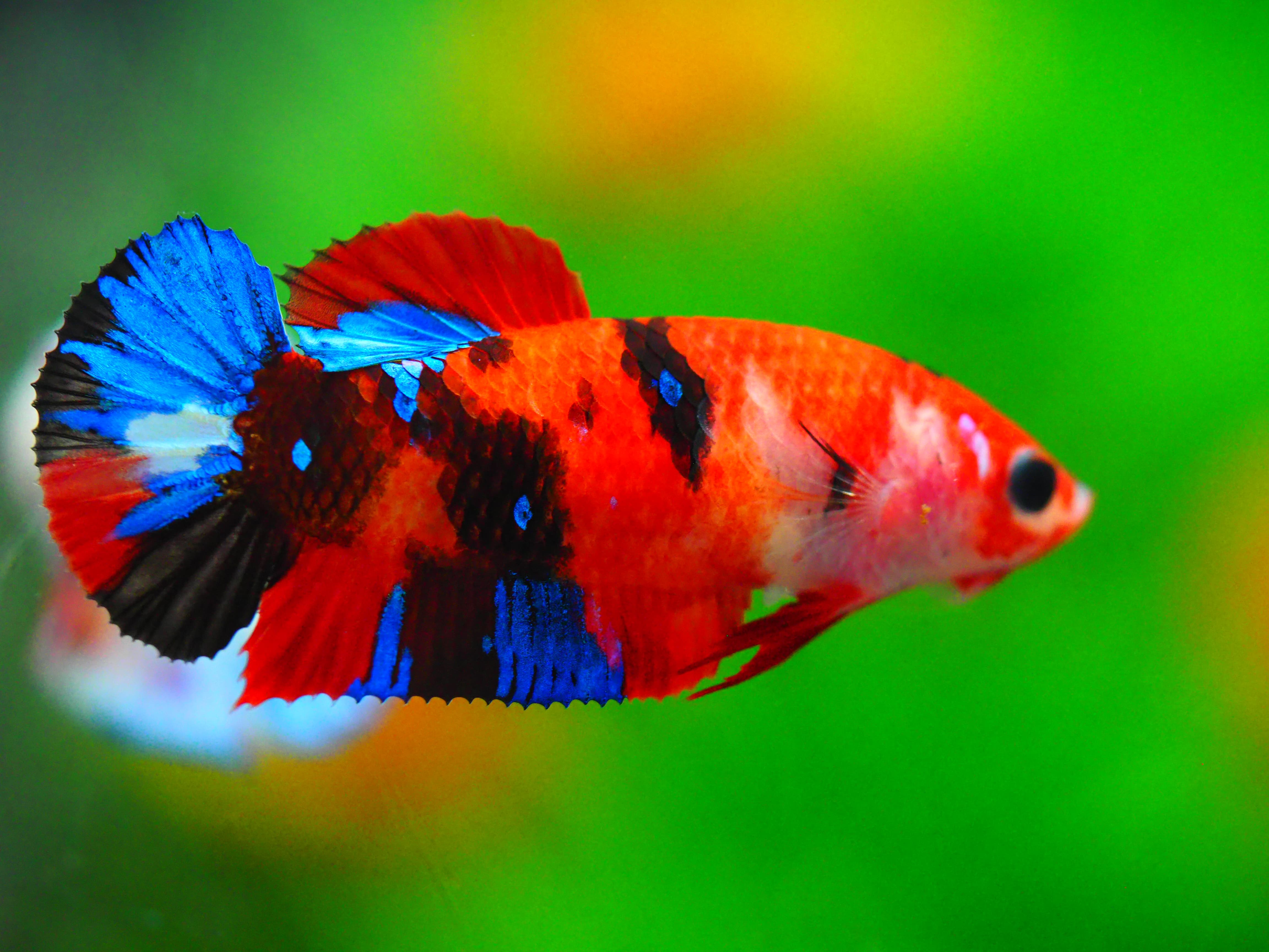 HMPK KOI GALAXY FNMALE GRADE A +++