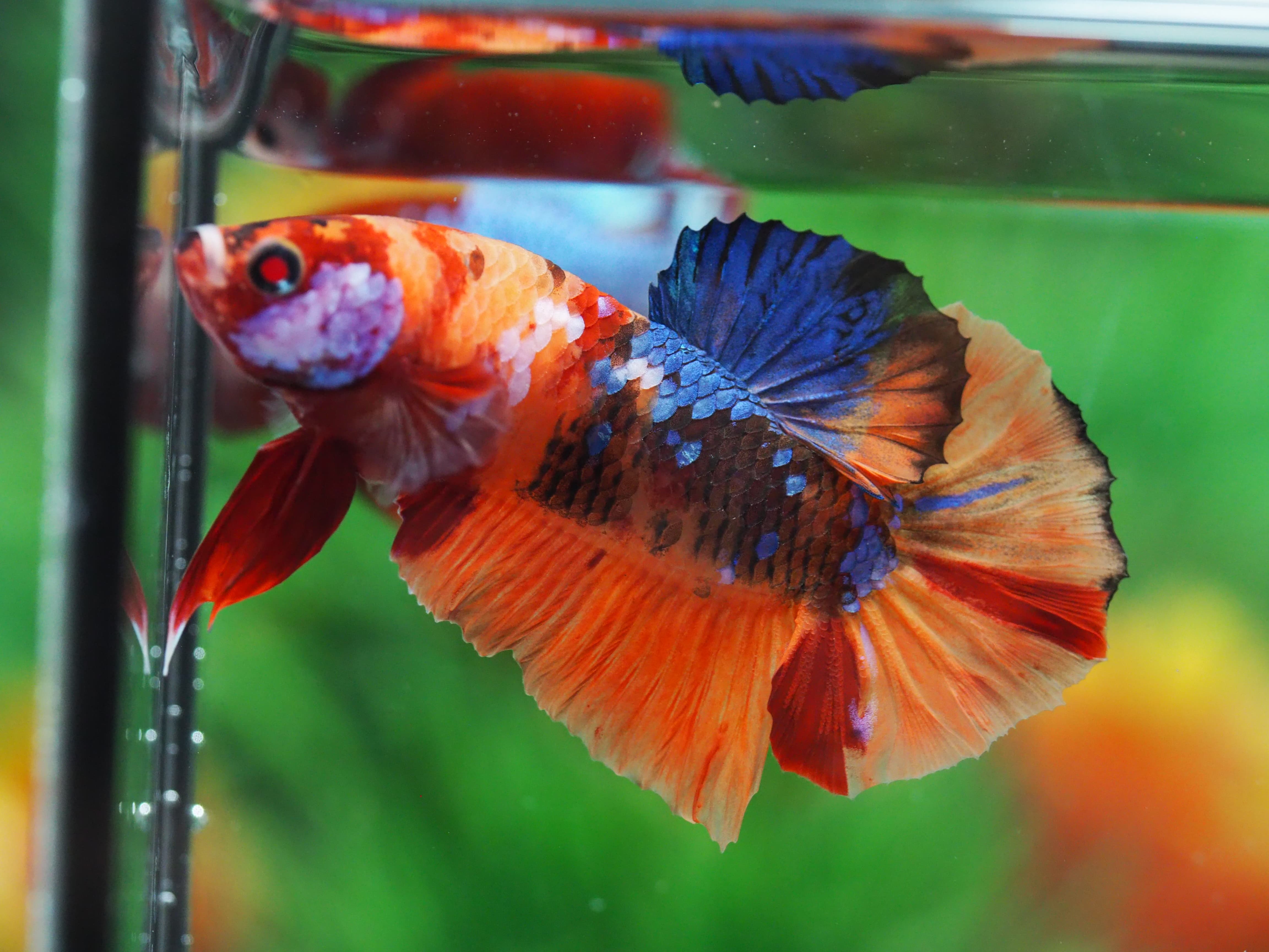 HMPK NEMO GALAXY MALE GRADE A+