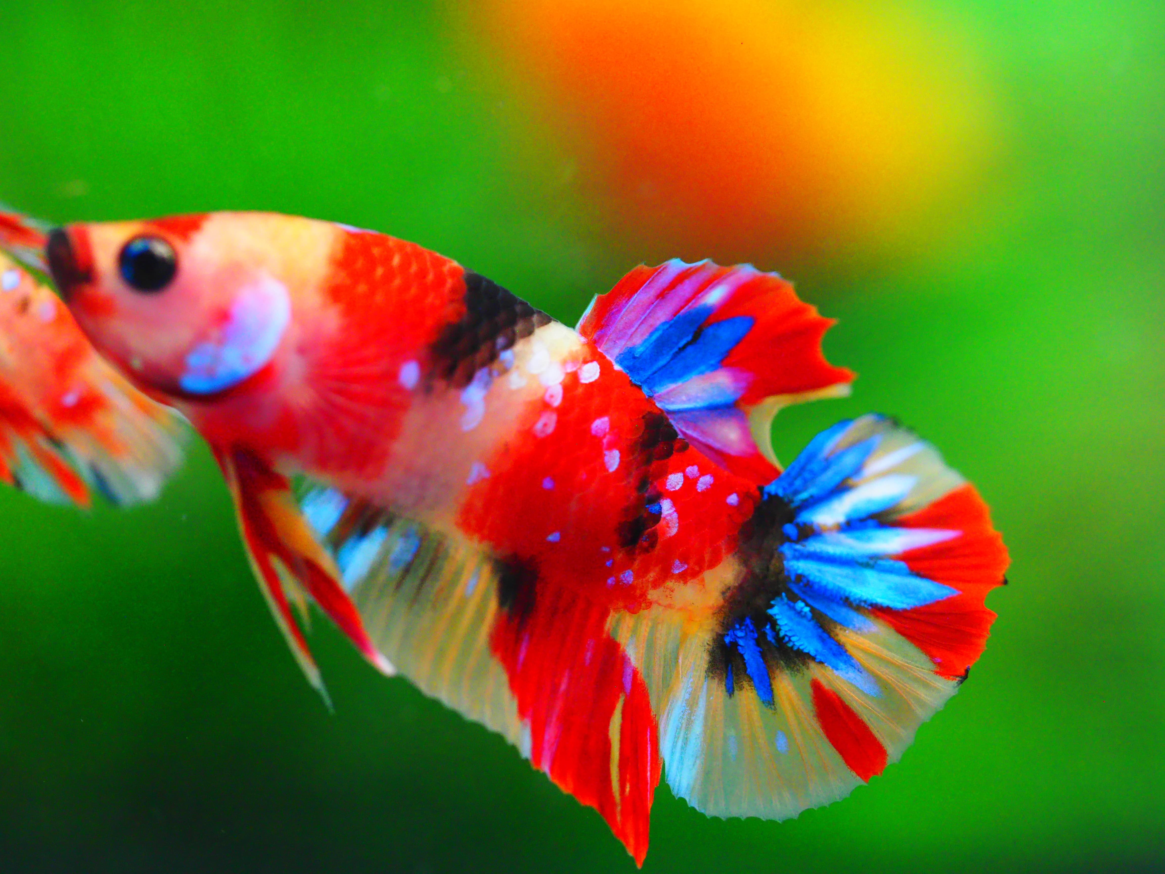 HMPK NEMO MALE GRADE A++