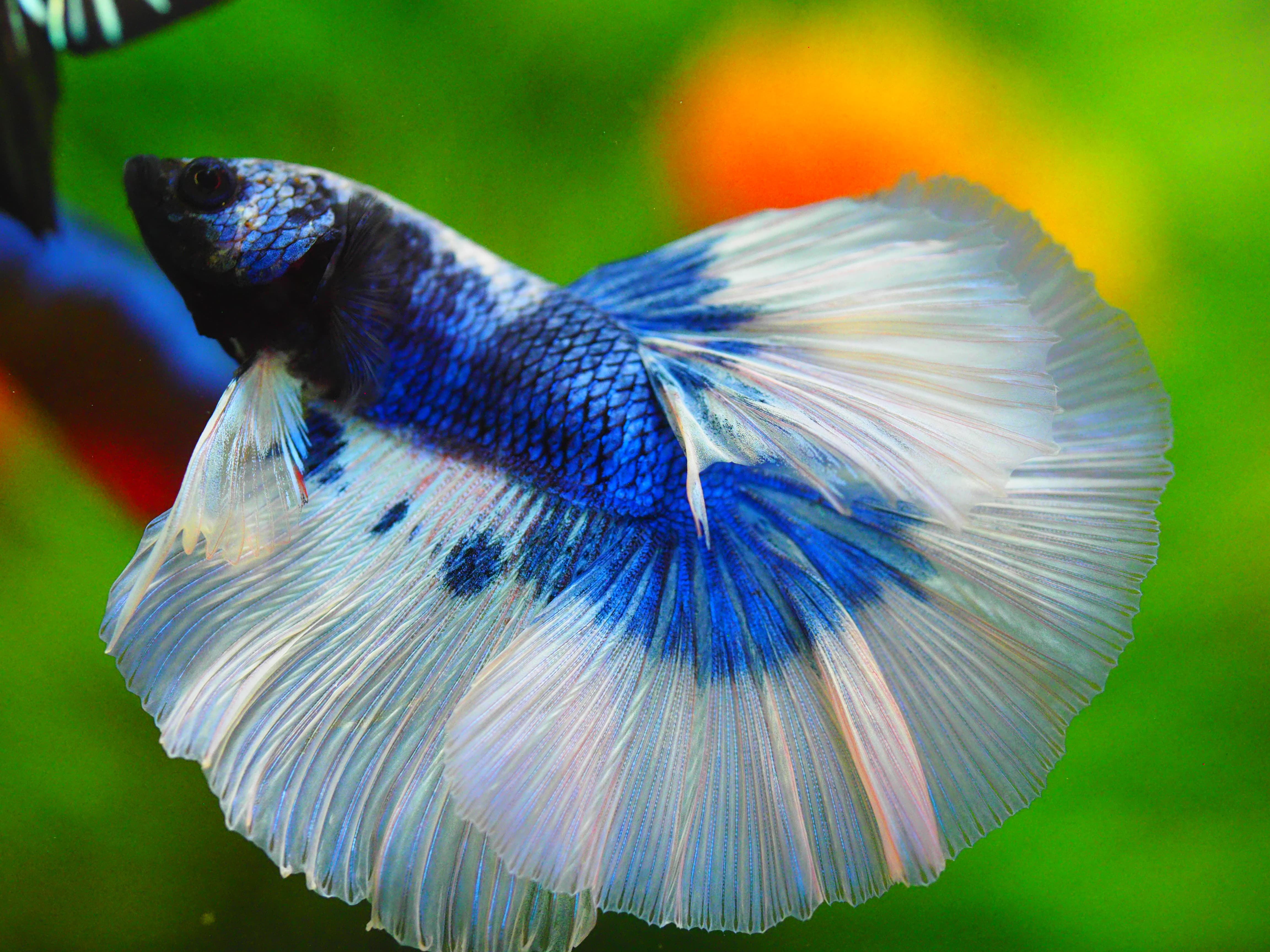 HM FANCY MALE GRADE A++