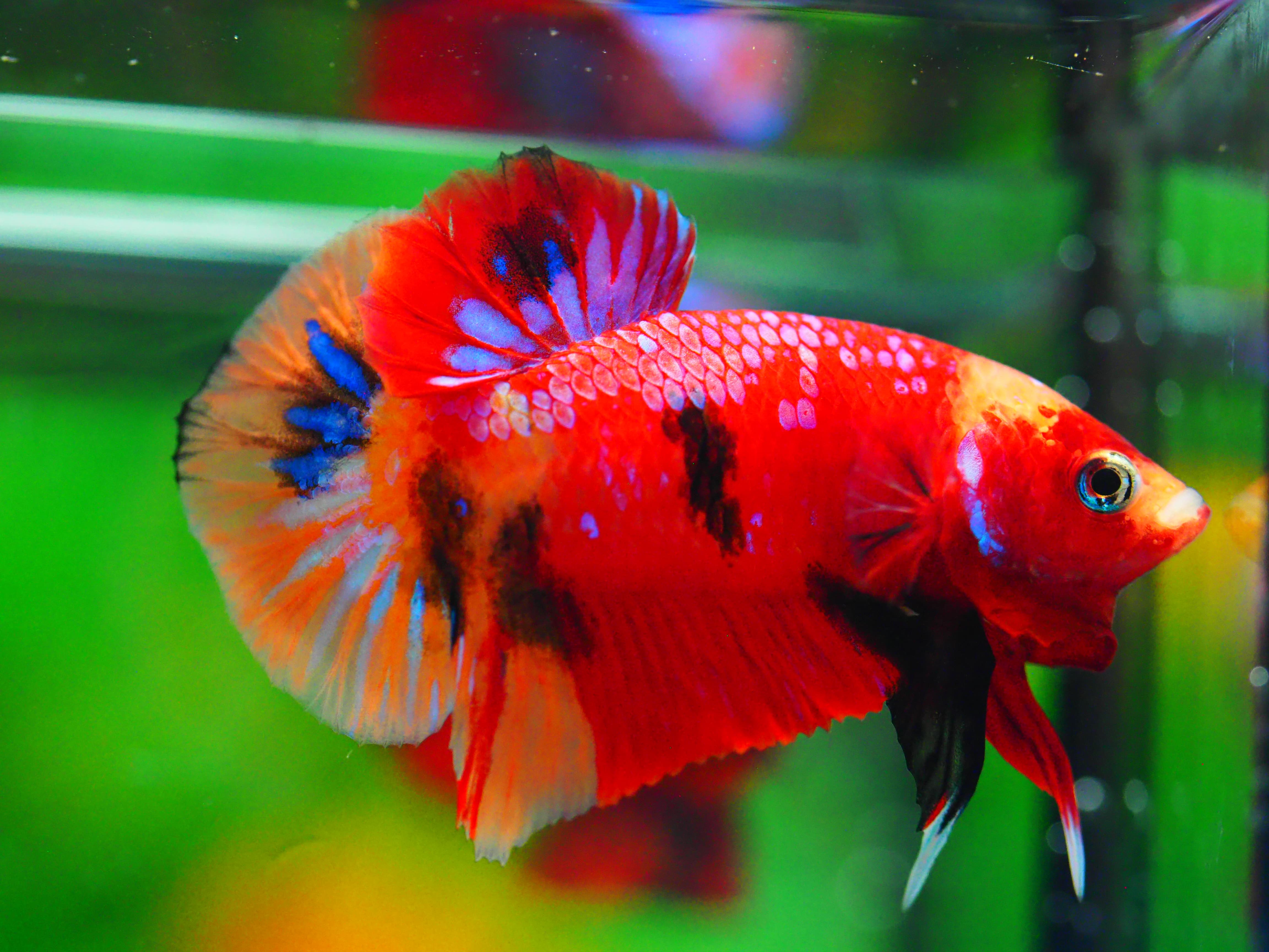 HMPK NEMO GALAXY MALE GRADE A +++