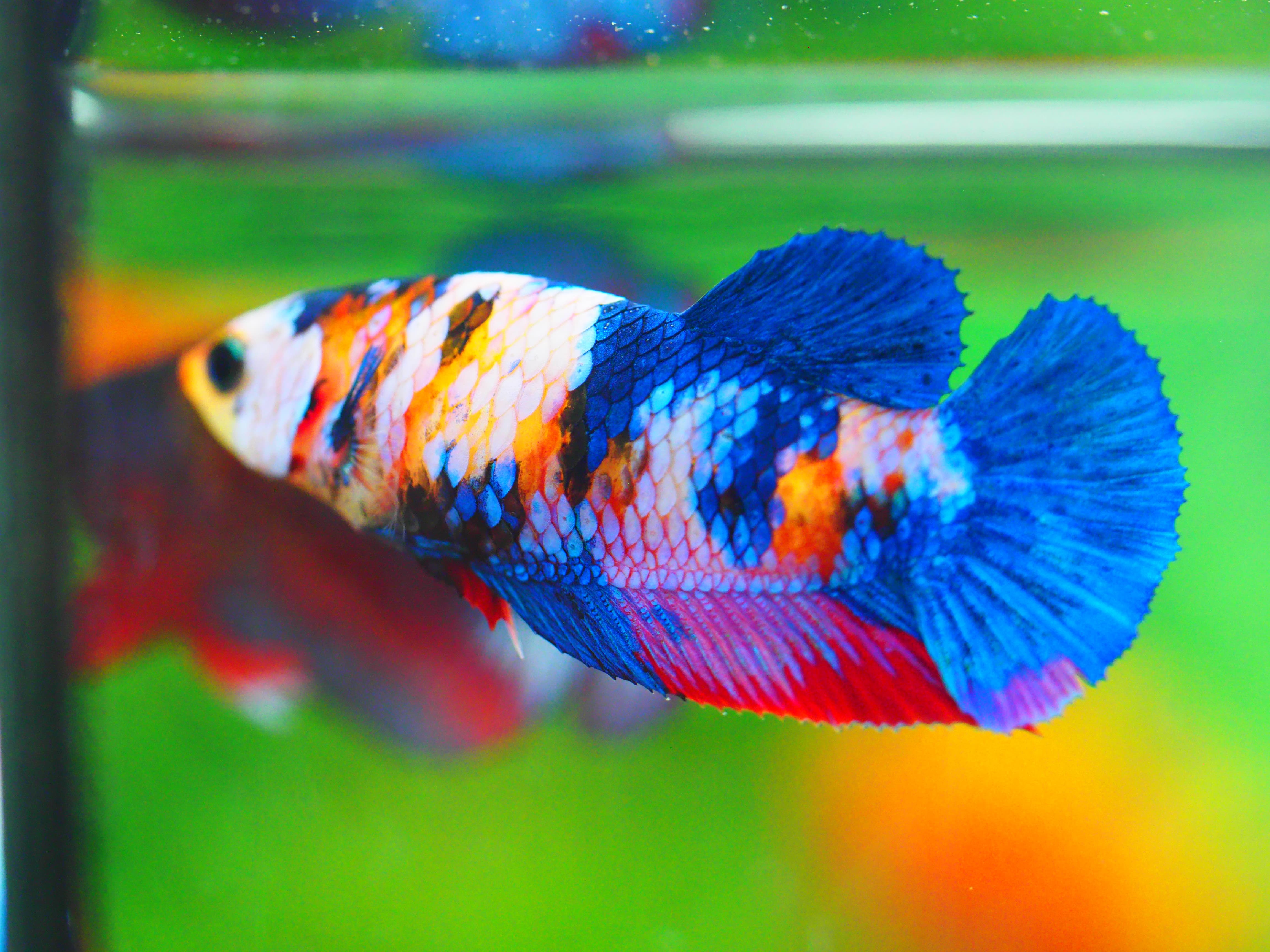 HMPK KOI GALAXY FNMALE GRADE A +++