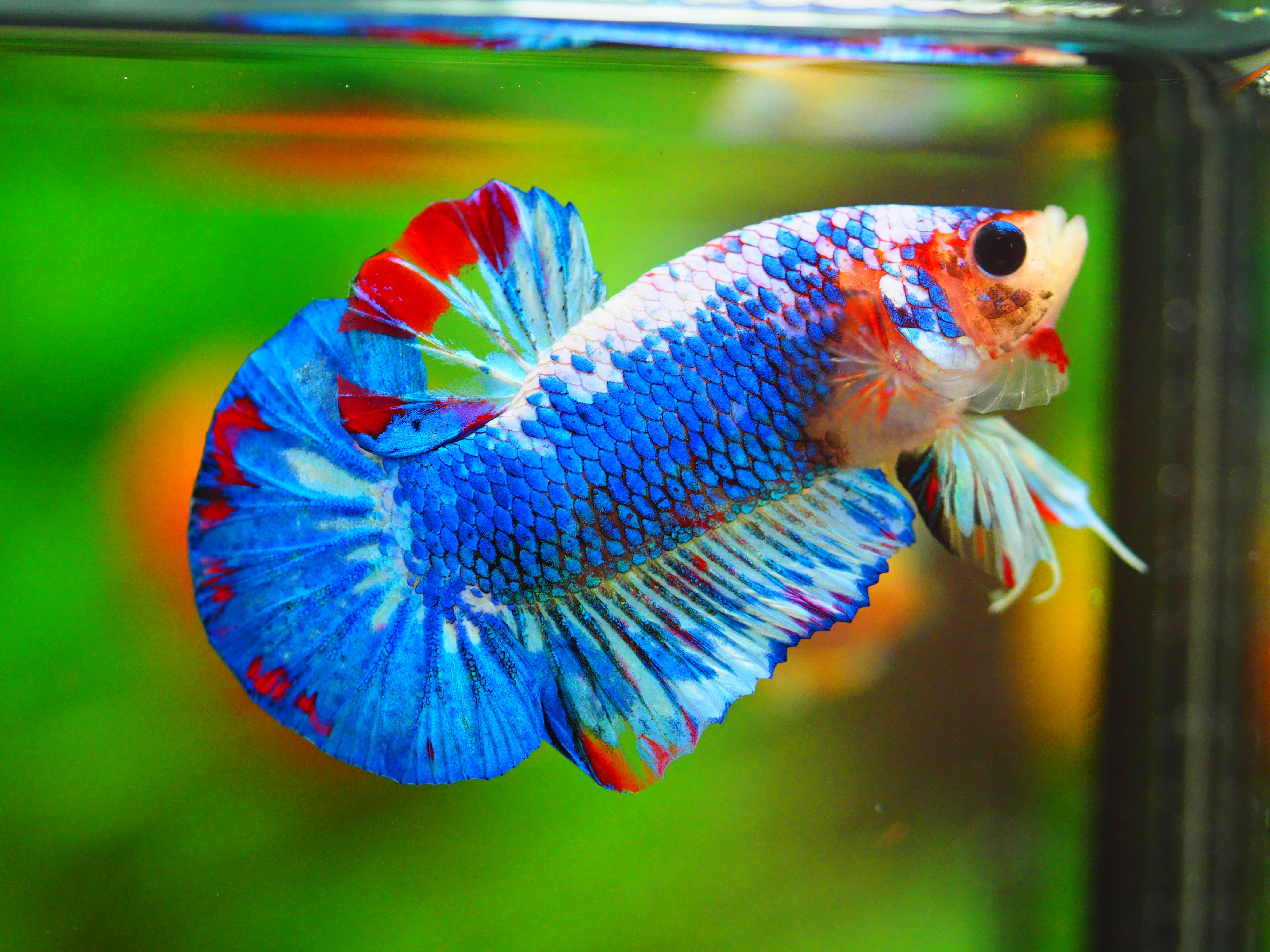 HMPK FANCY MALE GRADE A++