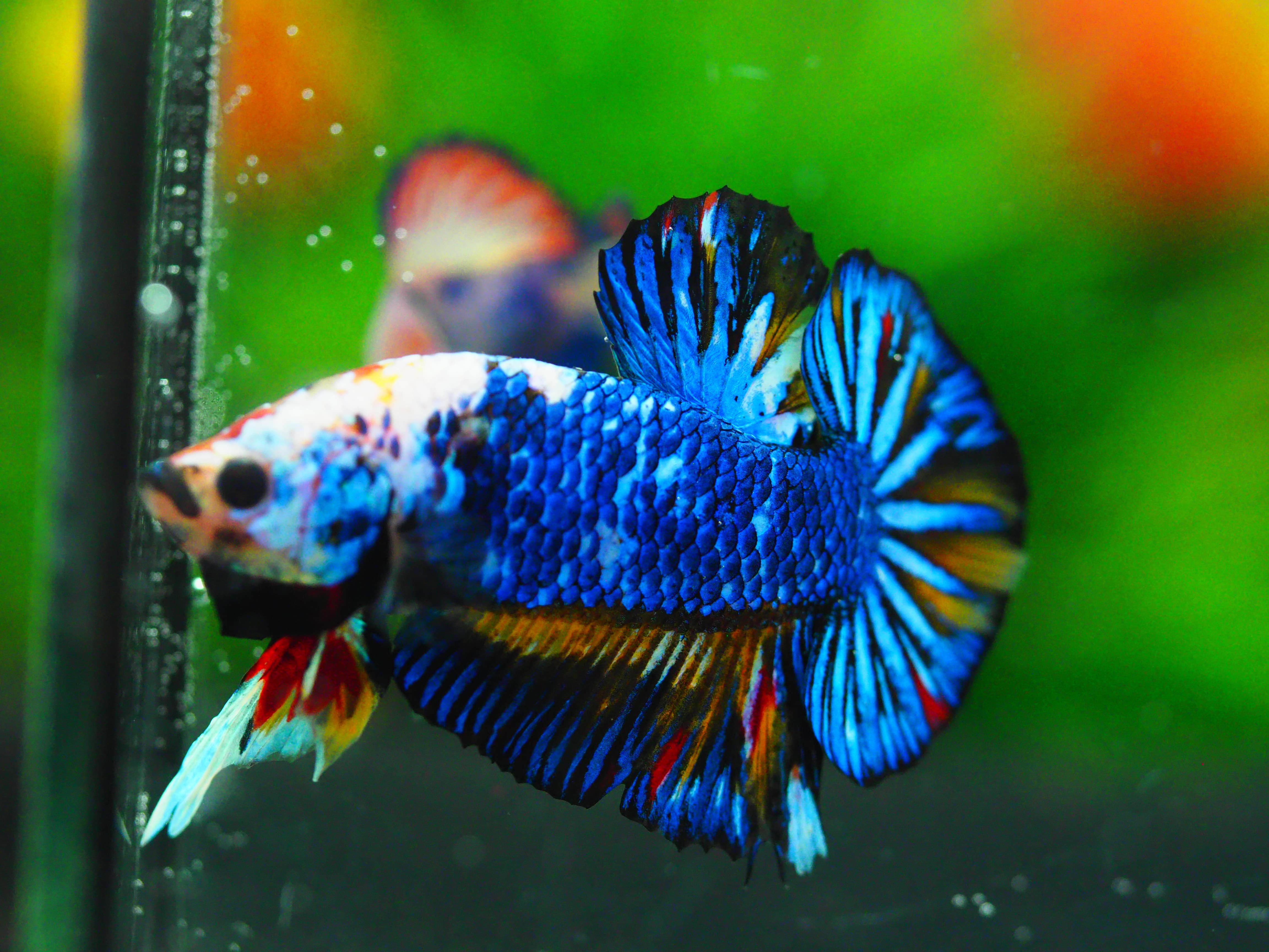 HMPK FANCY MALE GRADE A +++