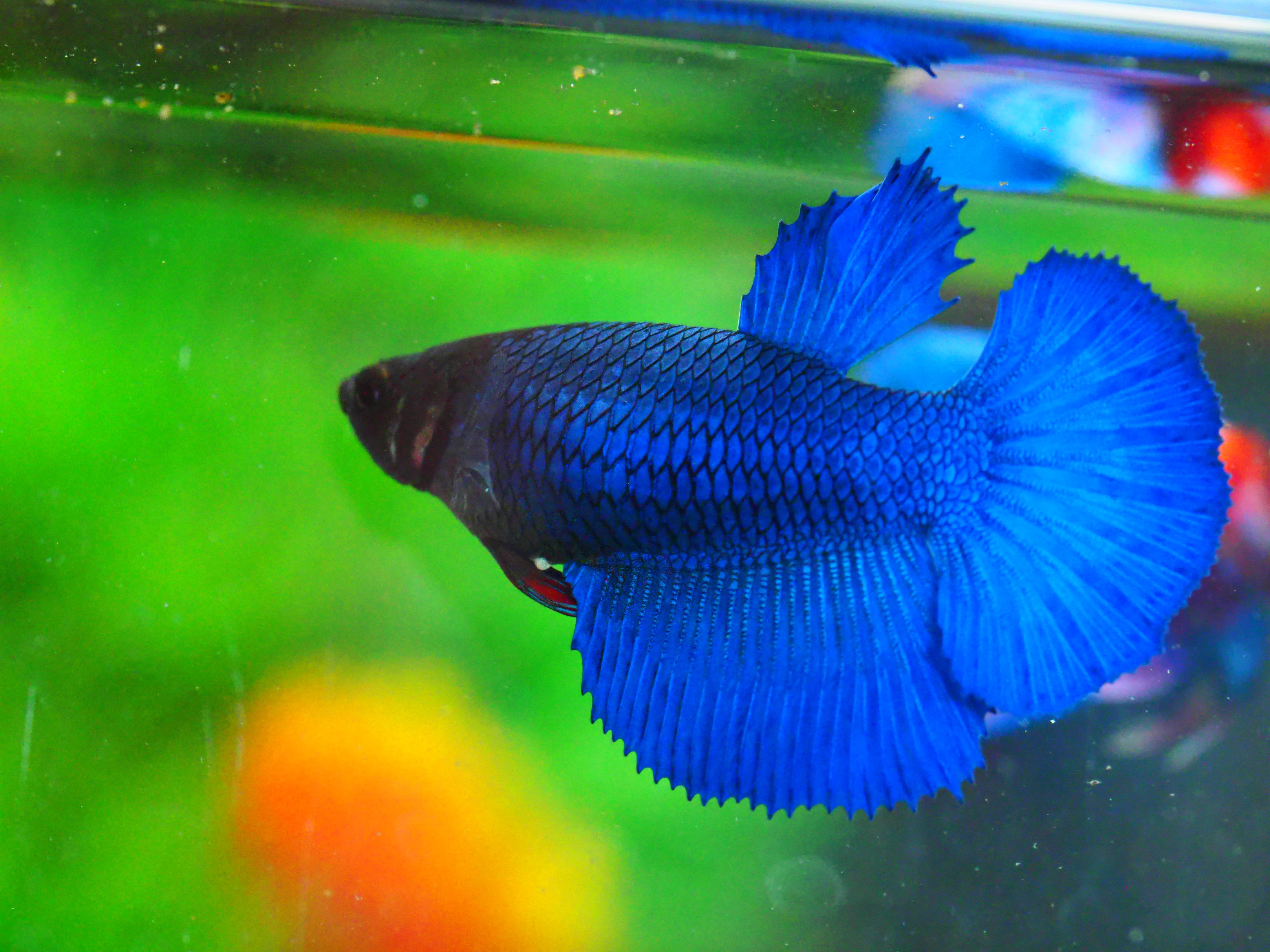 HM FANCY FNMALE GRADE A +++