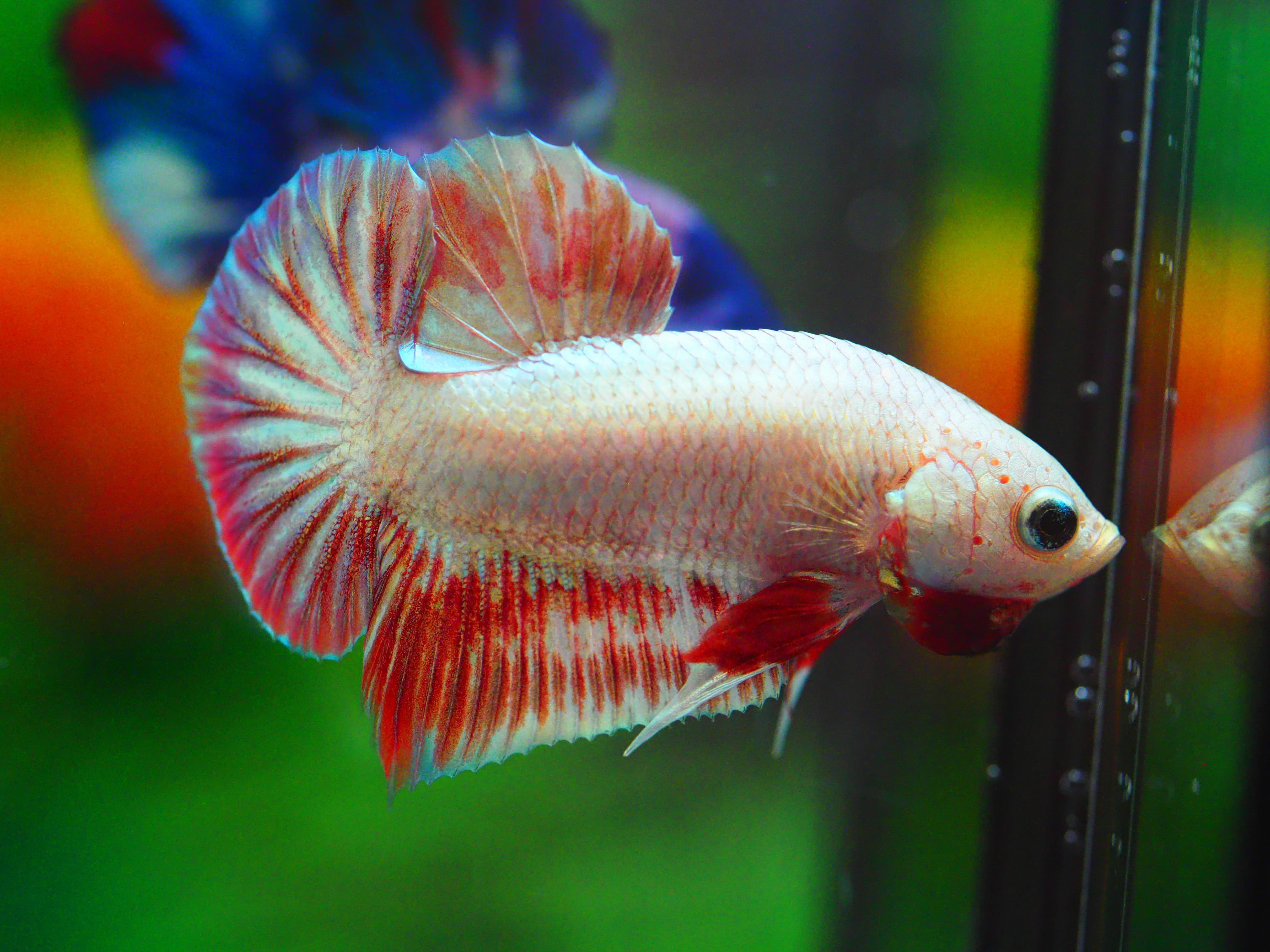 HMPK COPPER RED MALE GRADE A +++