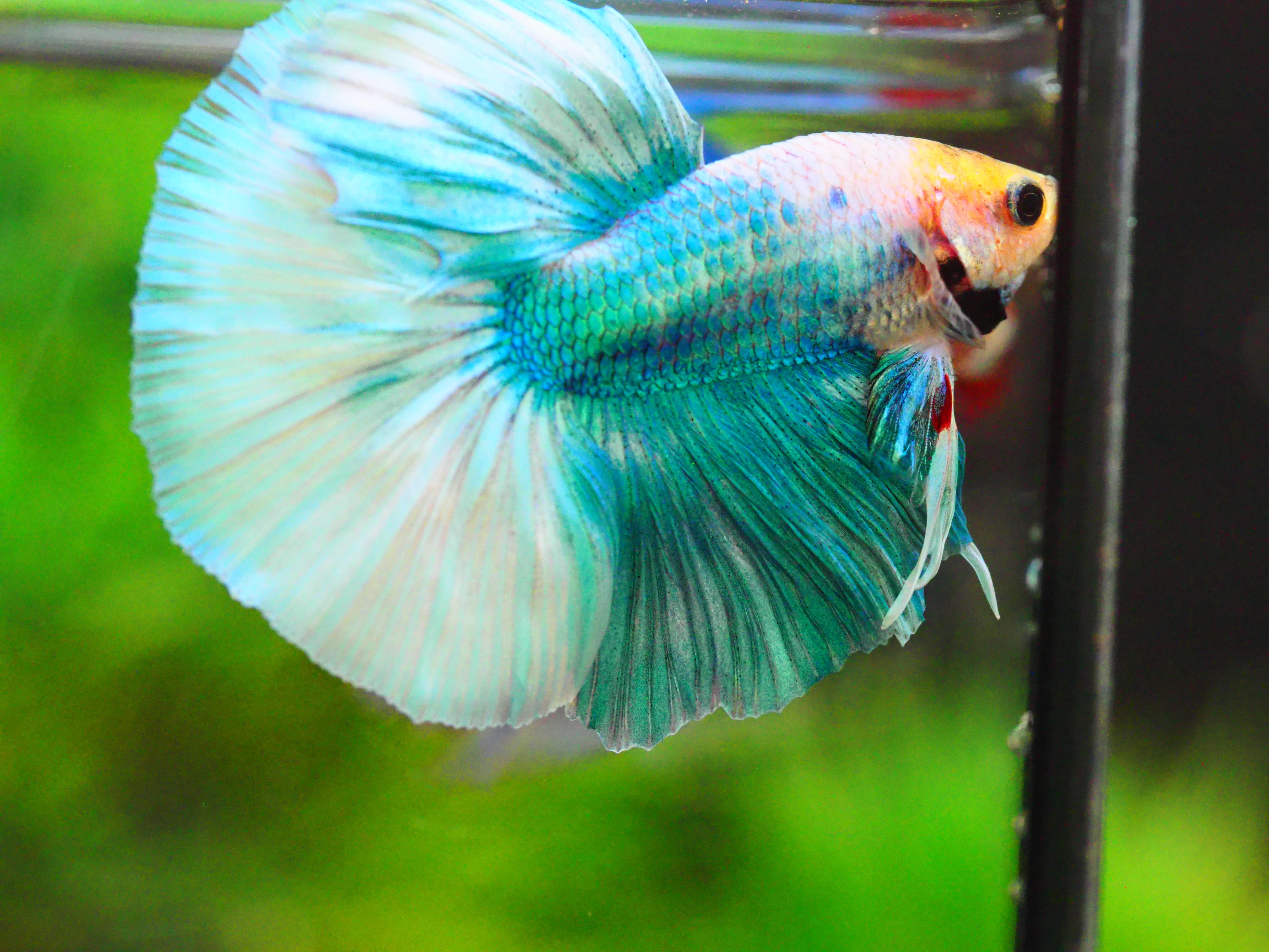 HM FANCY MALE GRADE A +++