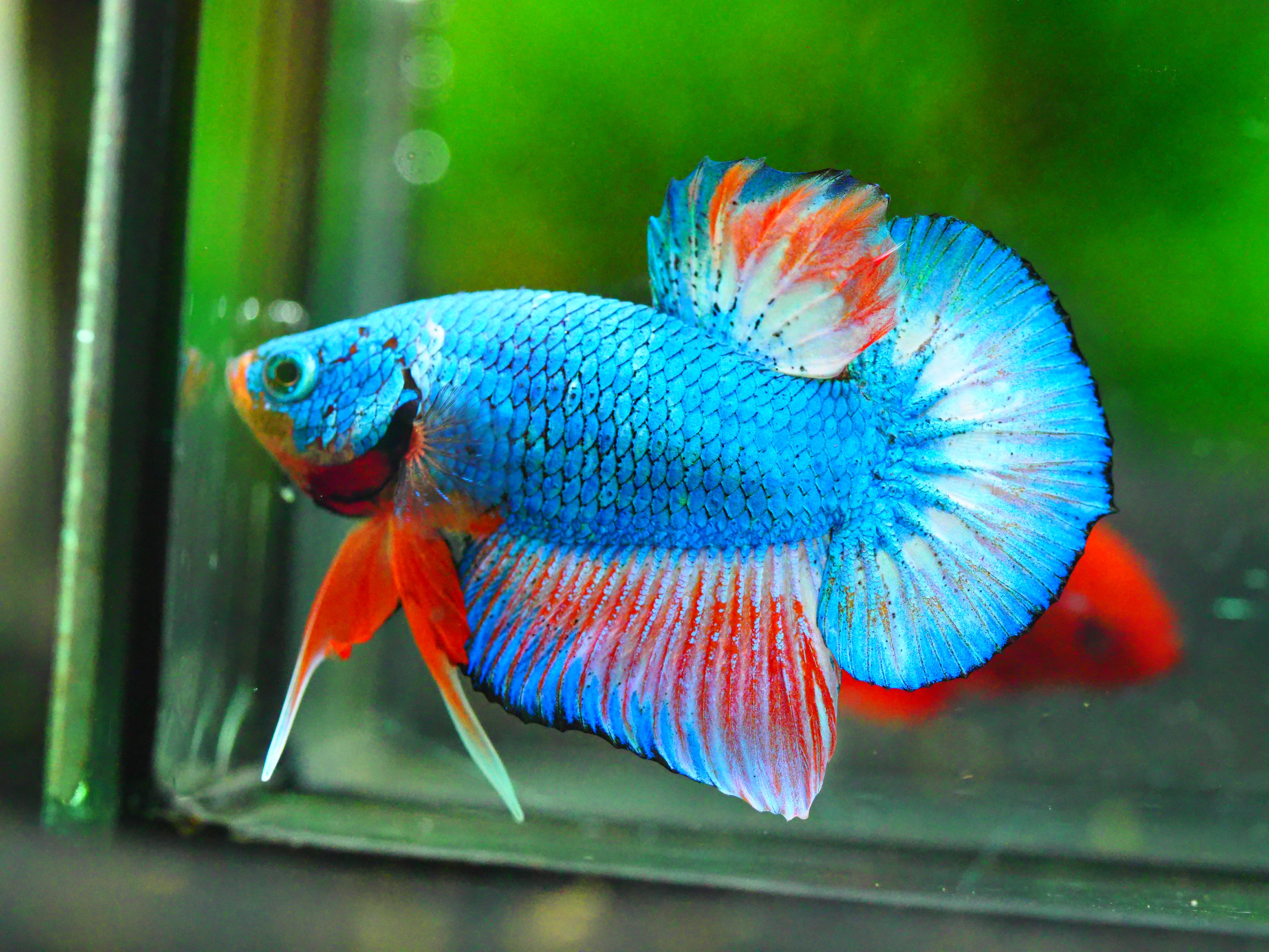 HMPK FANCY MALE GRADE A +++