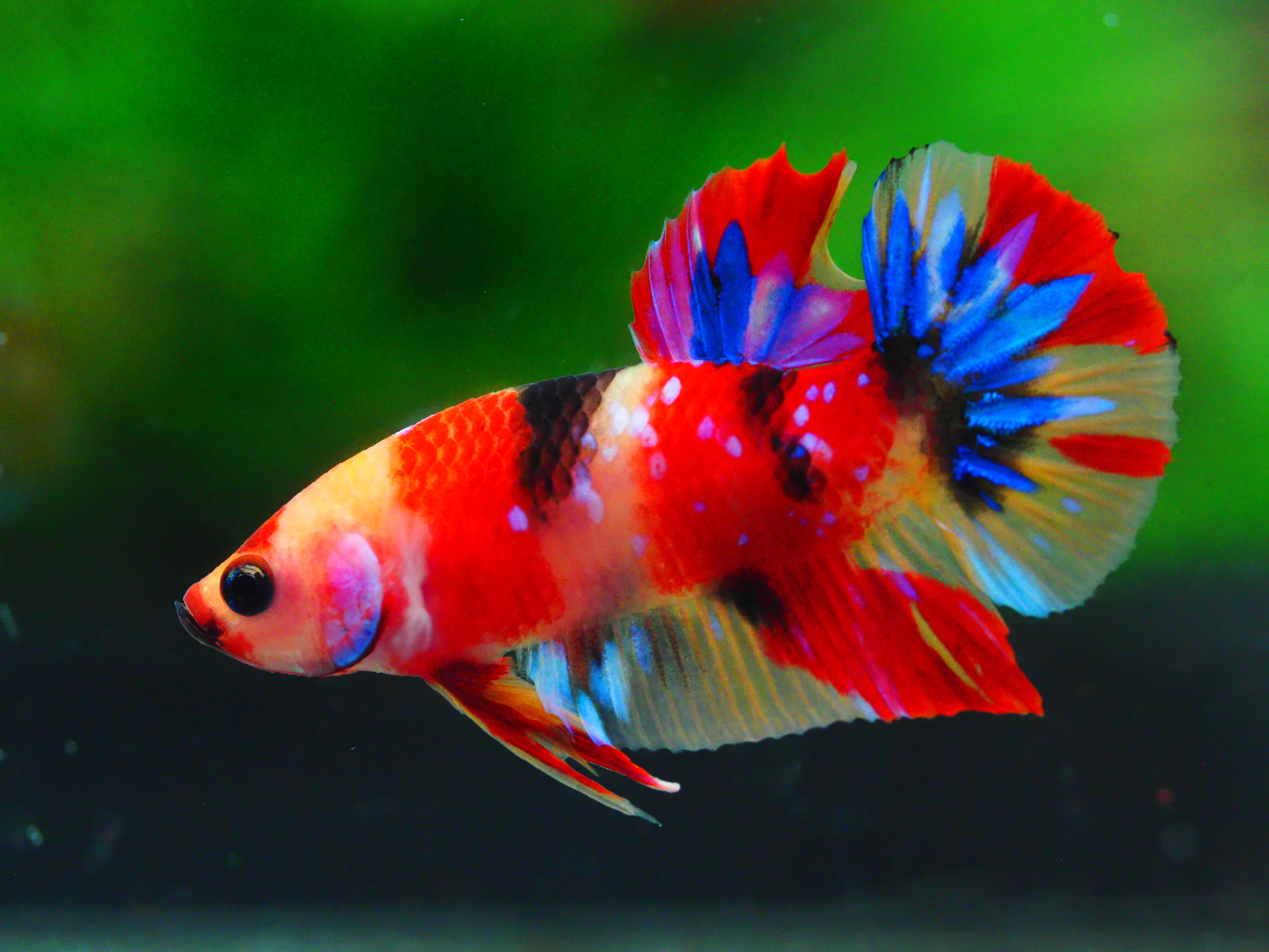 HMPK NEMO MALE GRADE A++