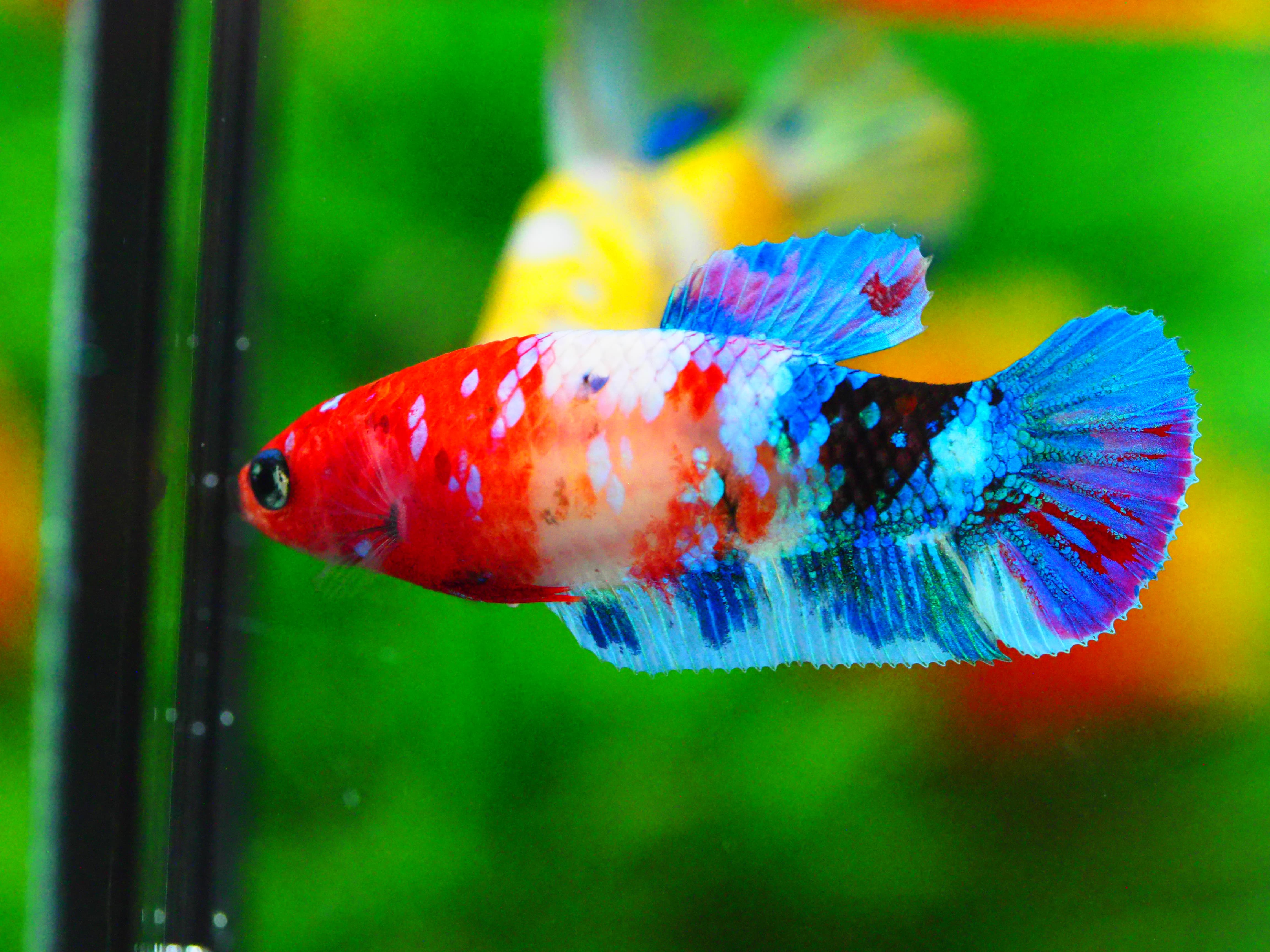 HMPK NEMO GALAXY FNMALE GRADE A +++