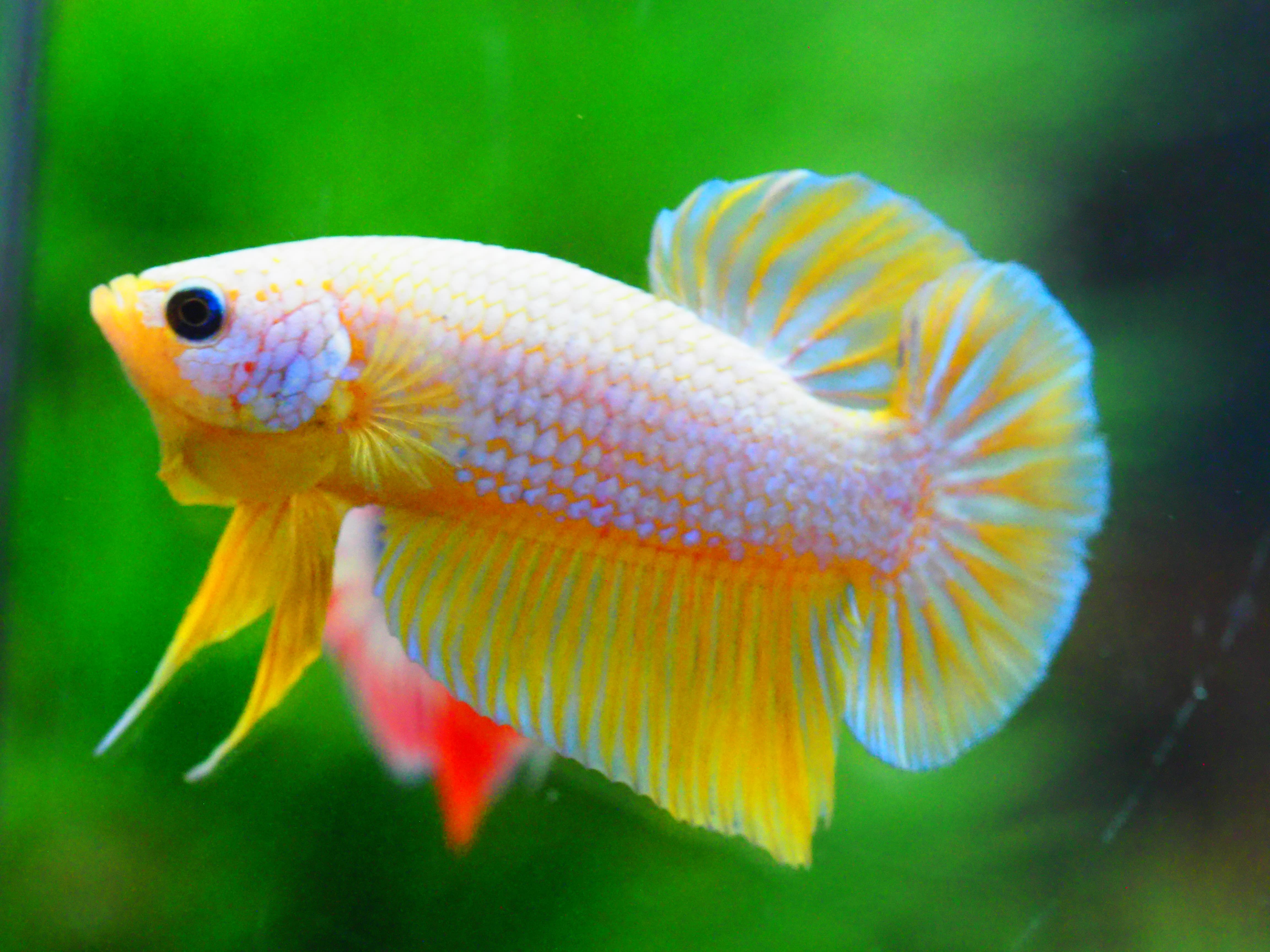 HMPK FANCY MALE GRADE A +++