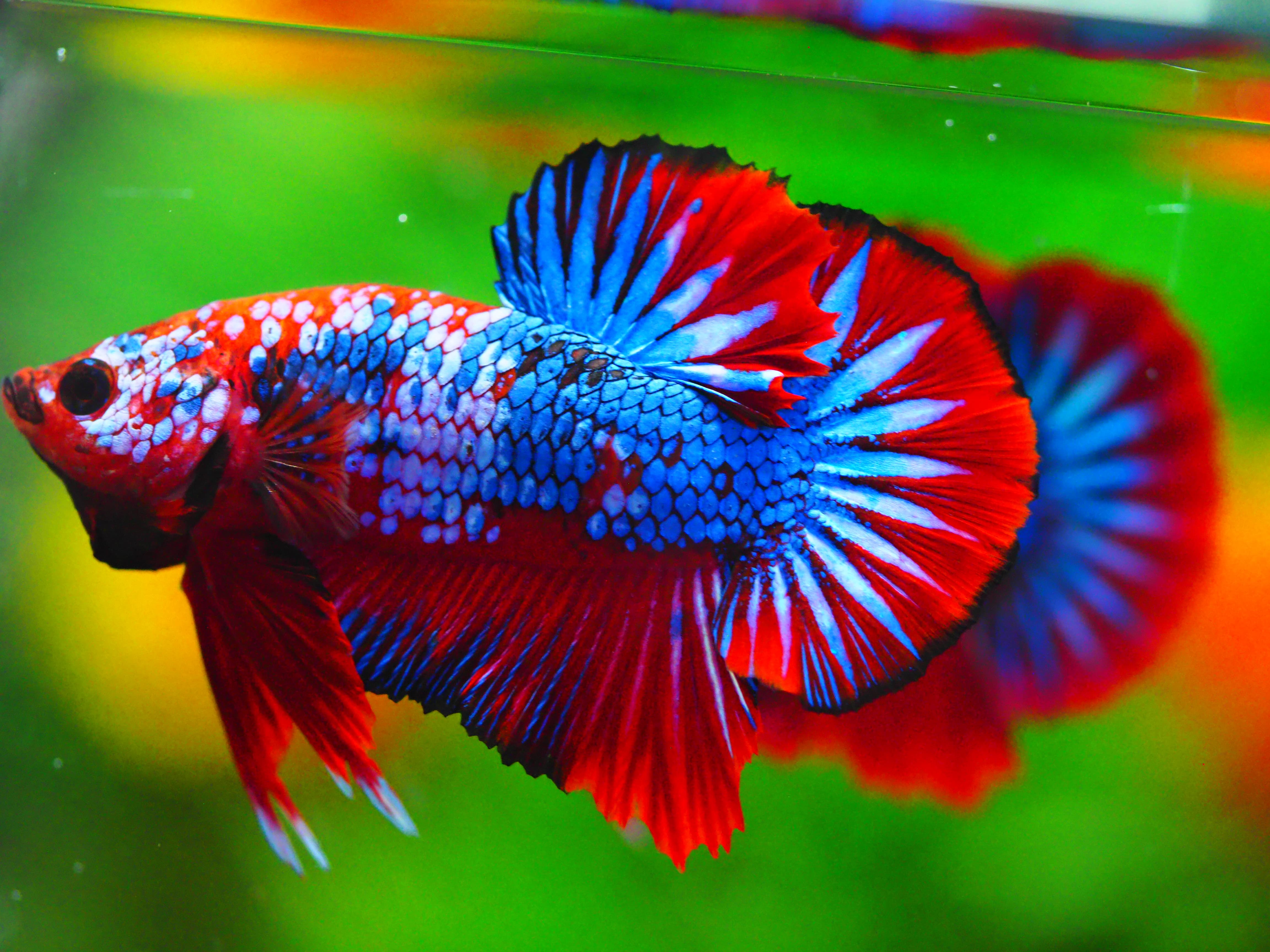 HMPK FANCY MALE GRADE A +++