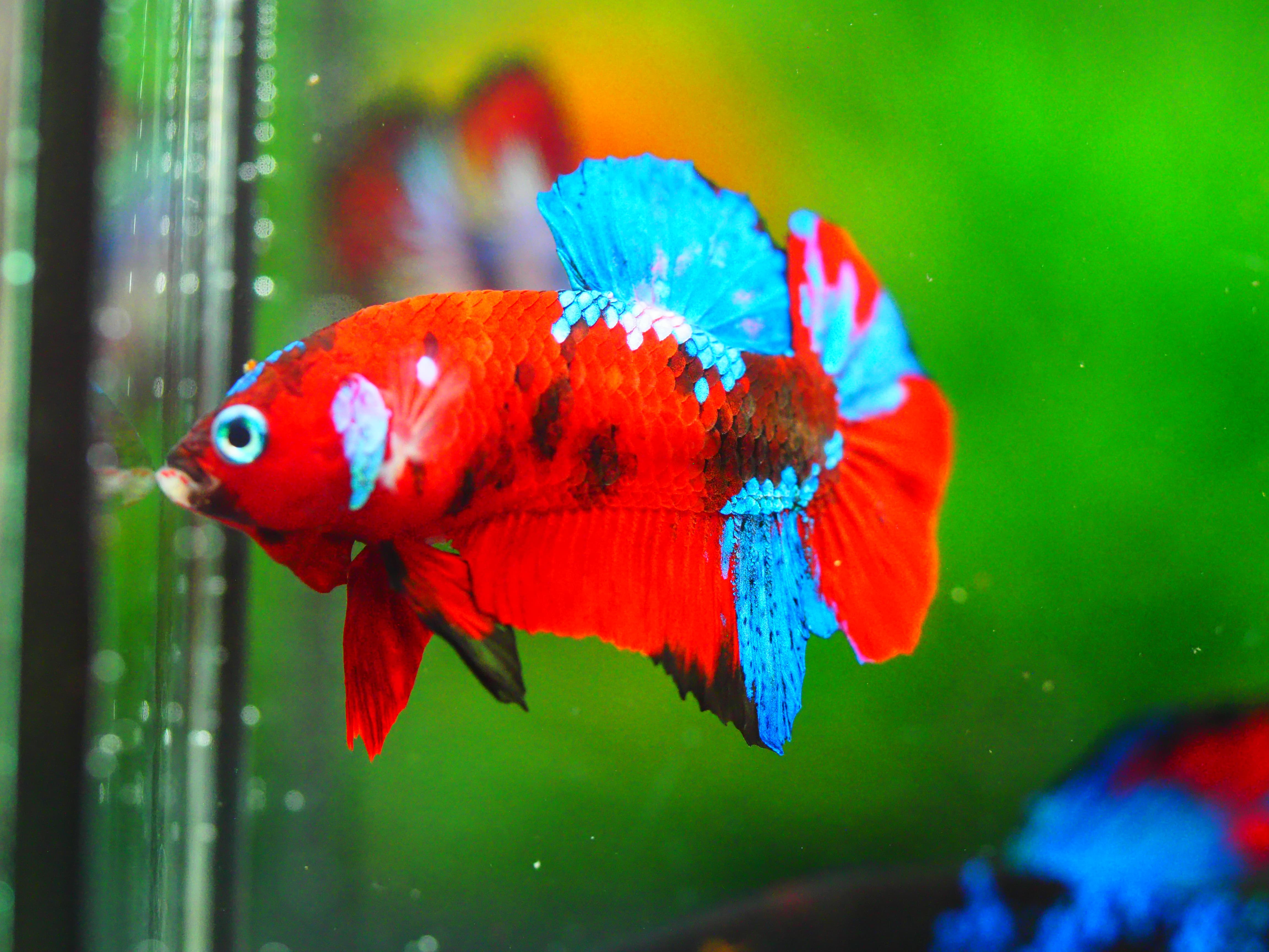 HMPK KOI GALAXY MALE GRADE A +++