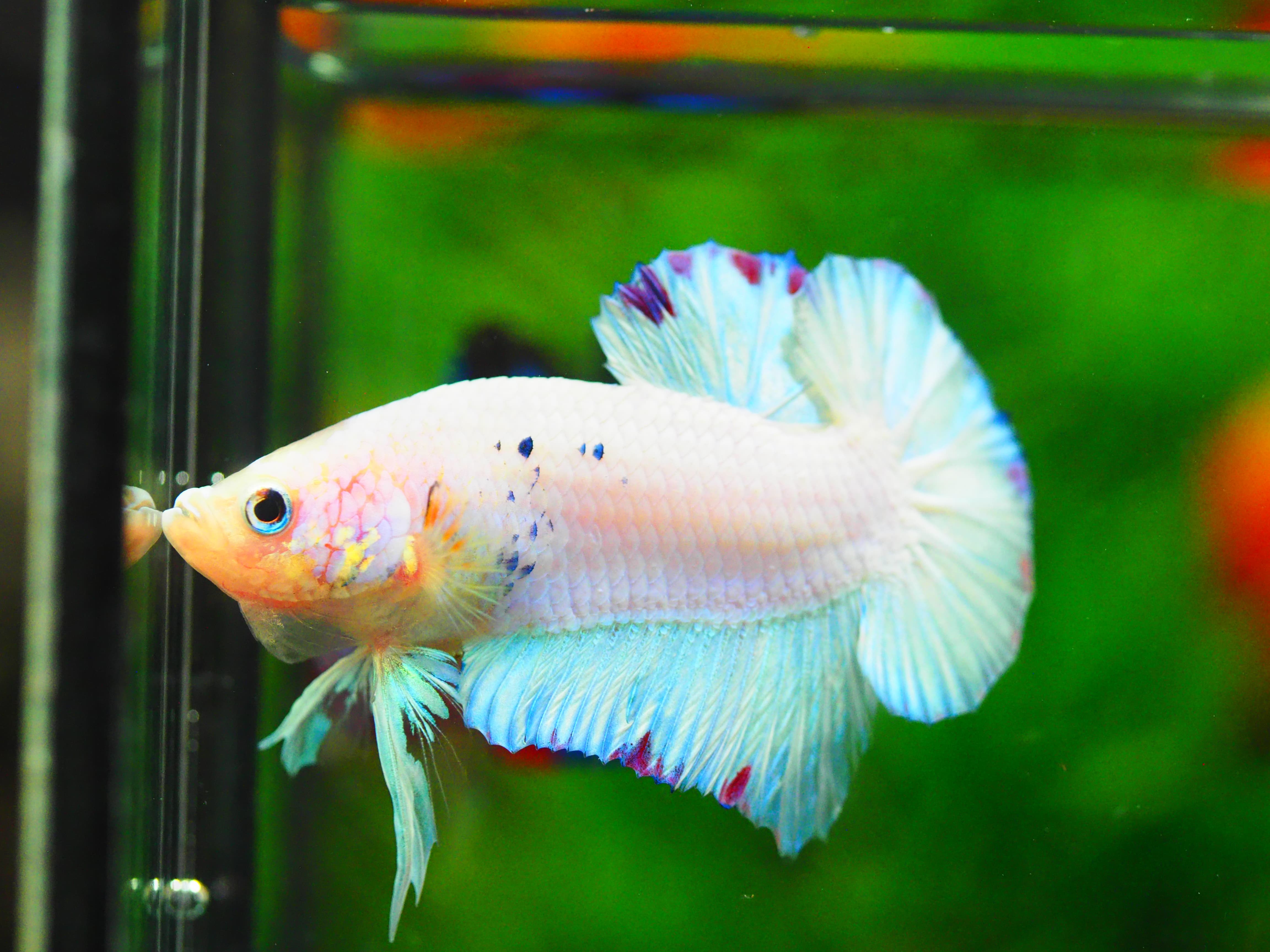HMPK KOI FANCY MALE GRADE A+++ ปลาเด็ก